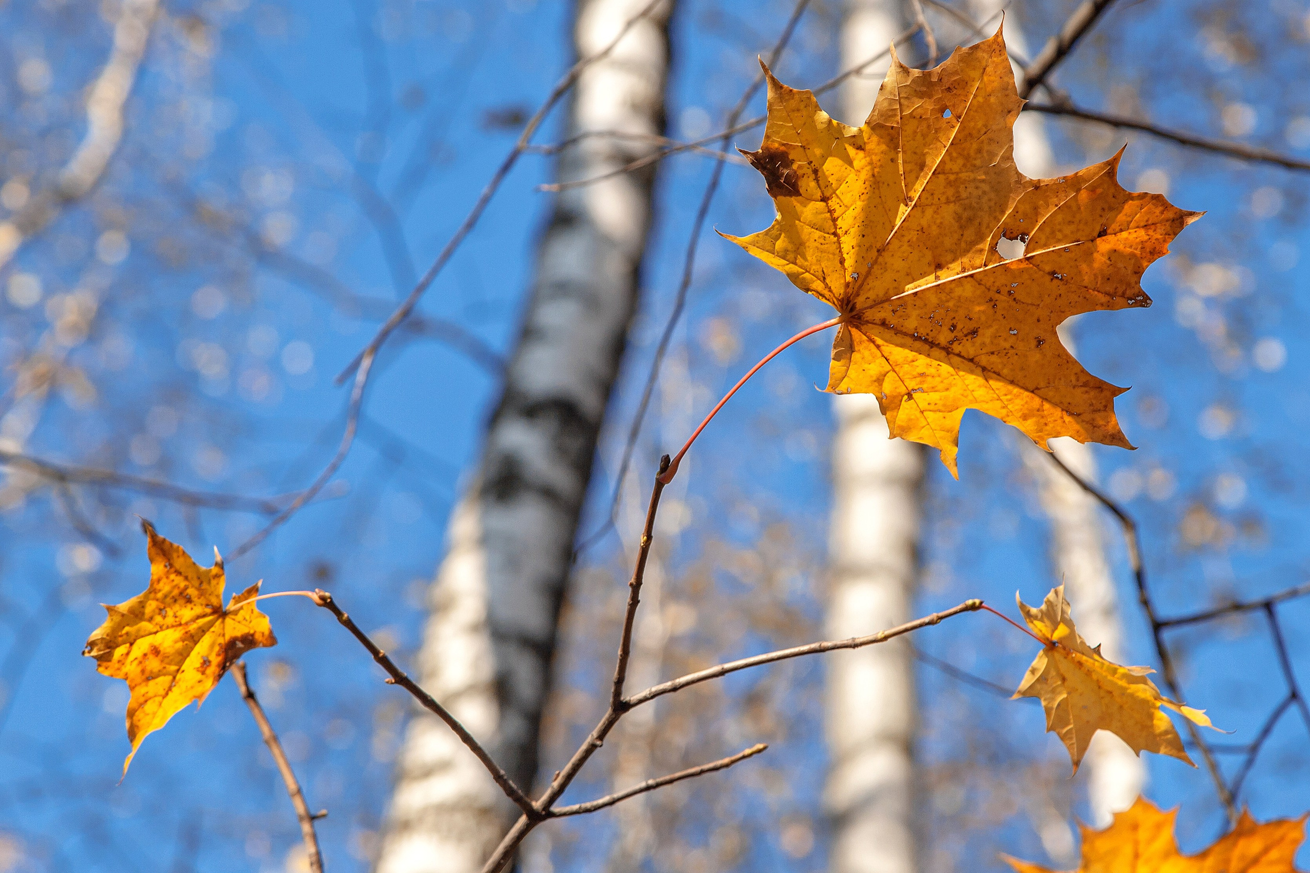 Осень. Свадьбы, портретная, предметная съемка. Фотограф Александр К