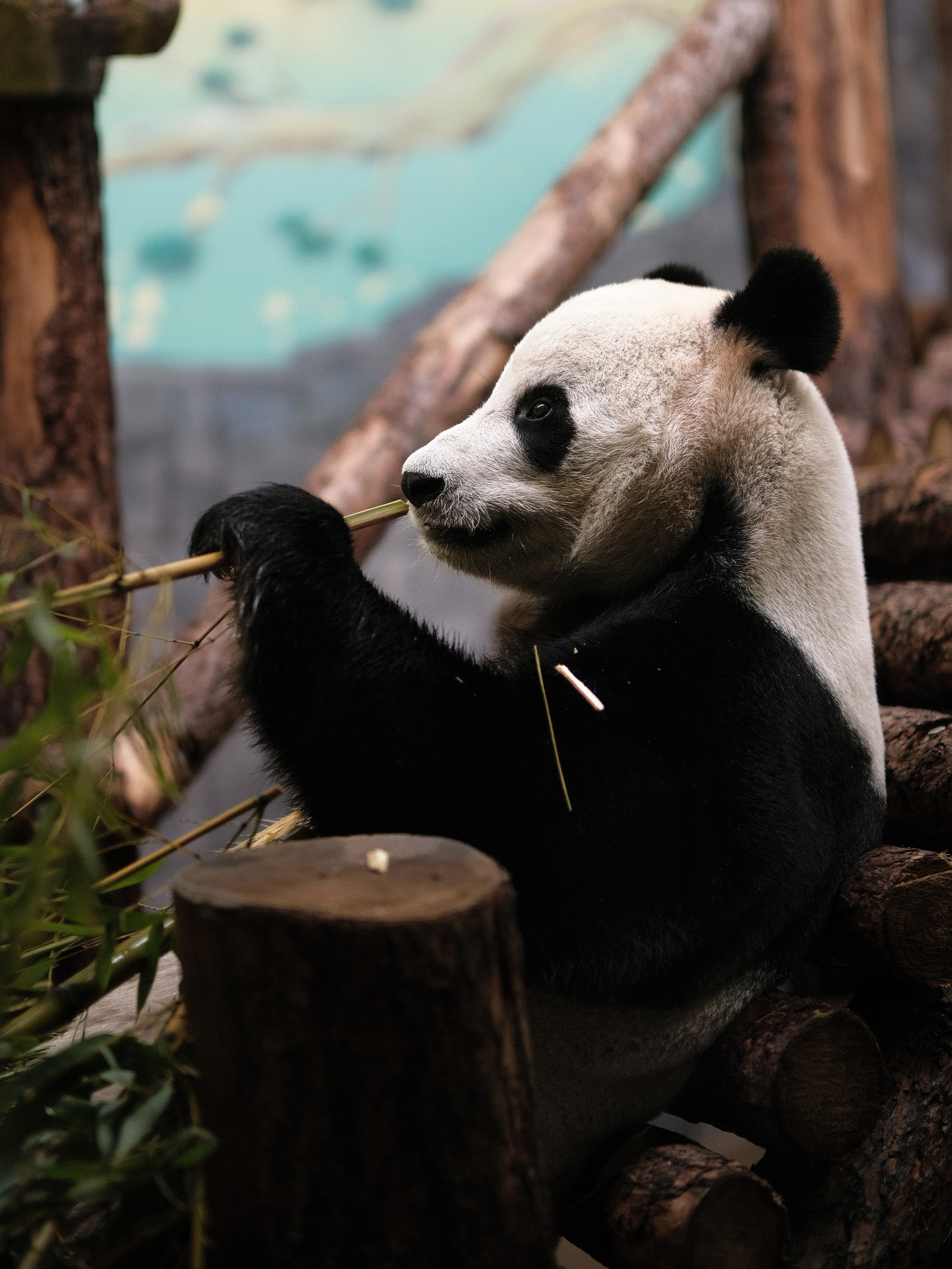 Московский зоопарк, большая панда Катюша зимой, кормление бамбуком, панды в Москве
