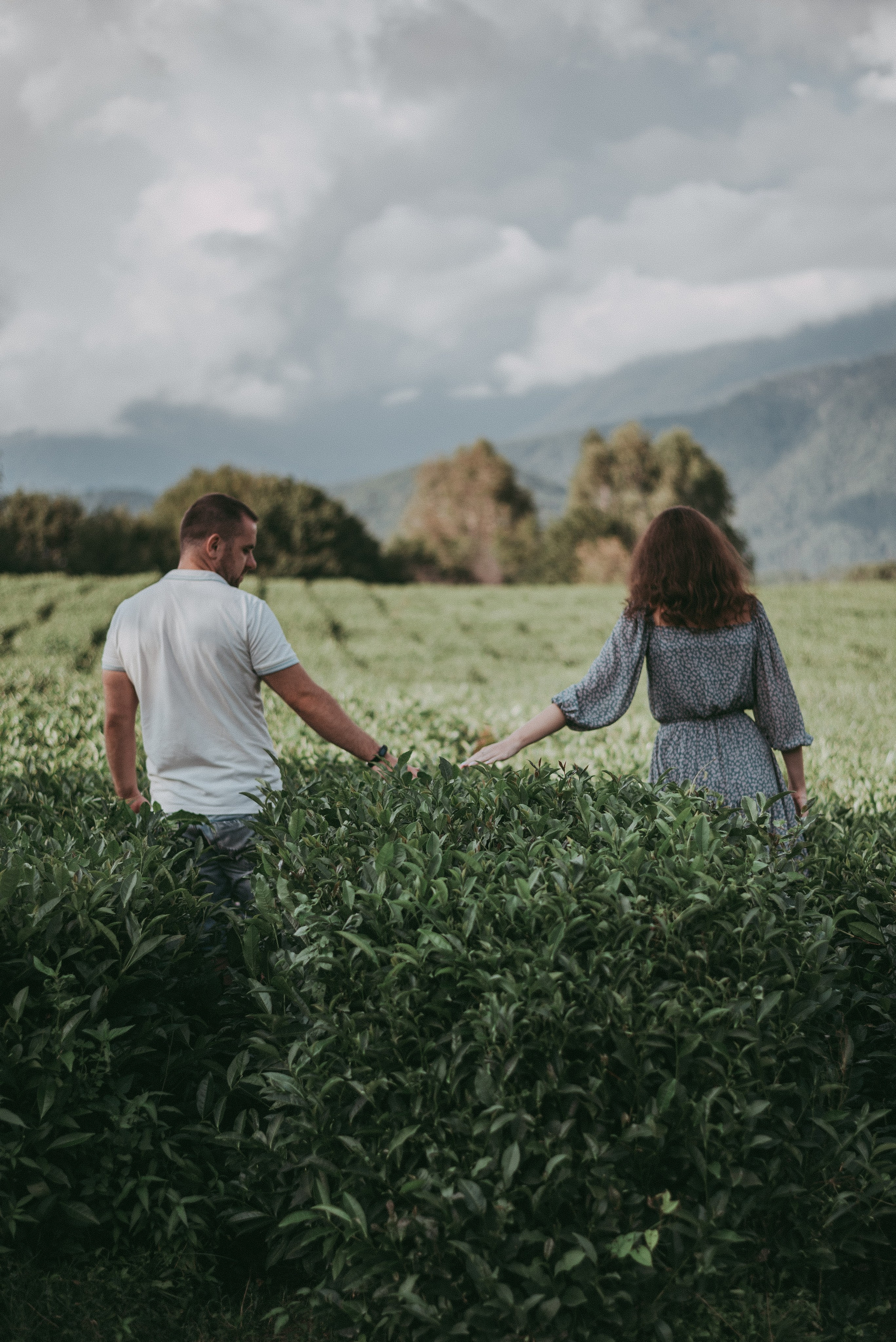Чайные плантации Солох-аул. Фотограф в Сочи — Маргарита Поганова