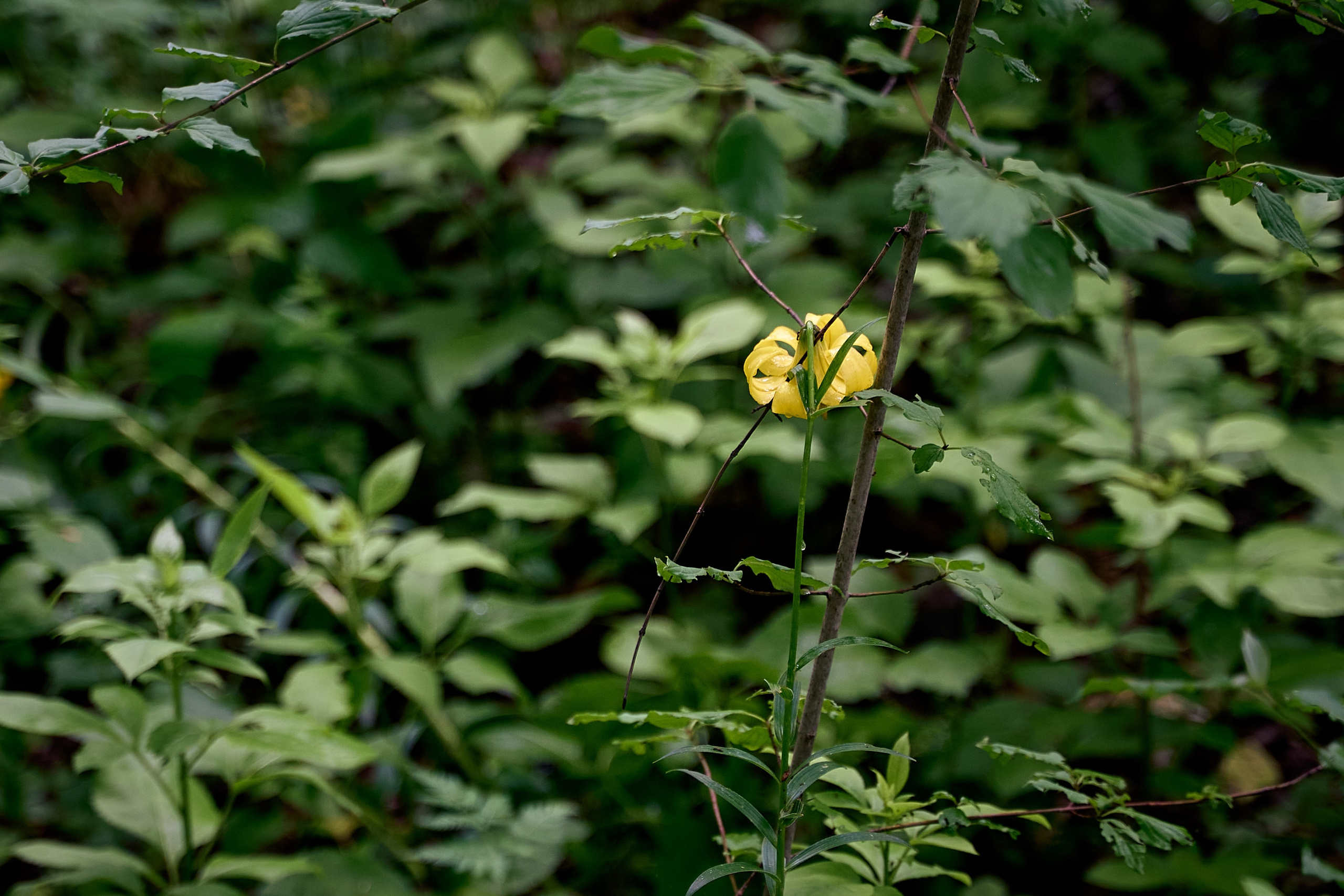 Монастырь. Петр Ступень. Свадебное, семейное фото и видео. Москва. Краснодар