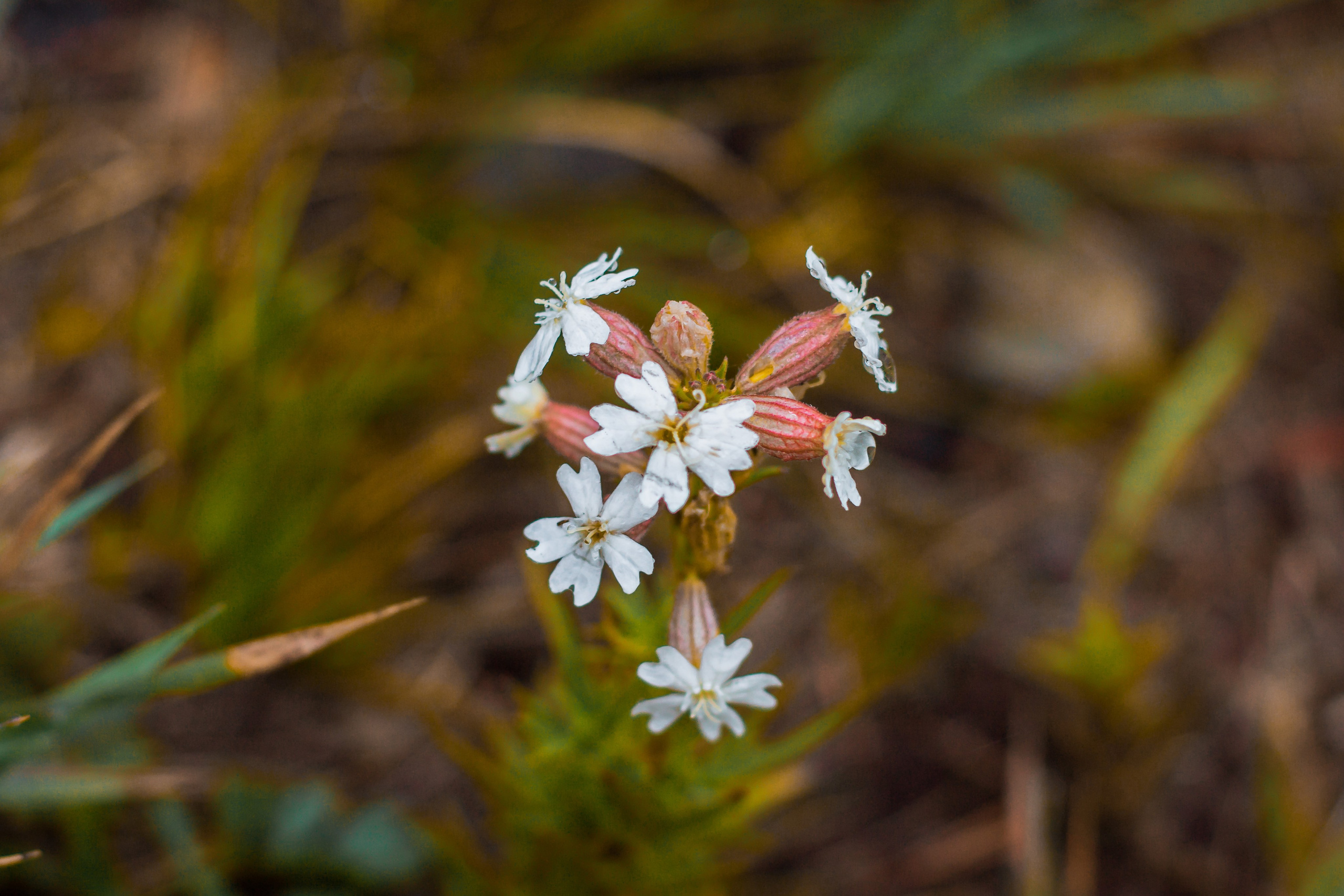 Гора большой Сугомак. Сентябрь, 2023 год. Фотограф Переверзева Анна Екатеринбург
