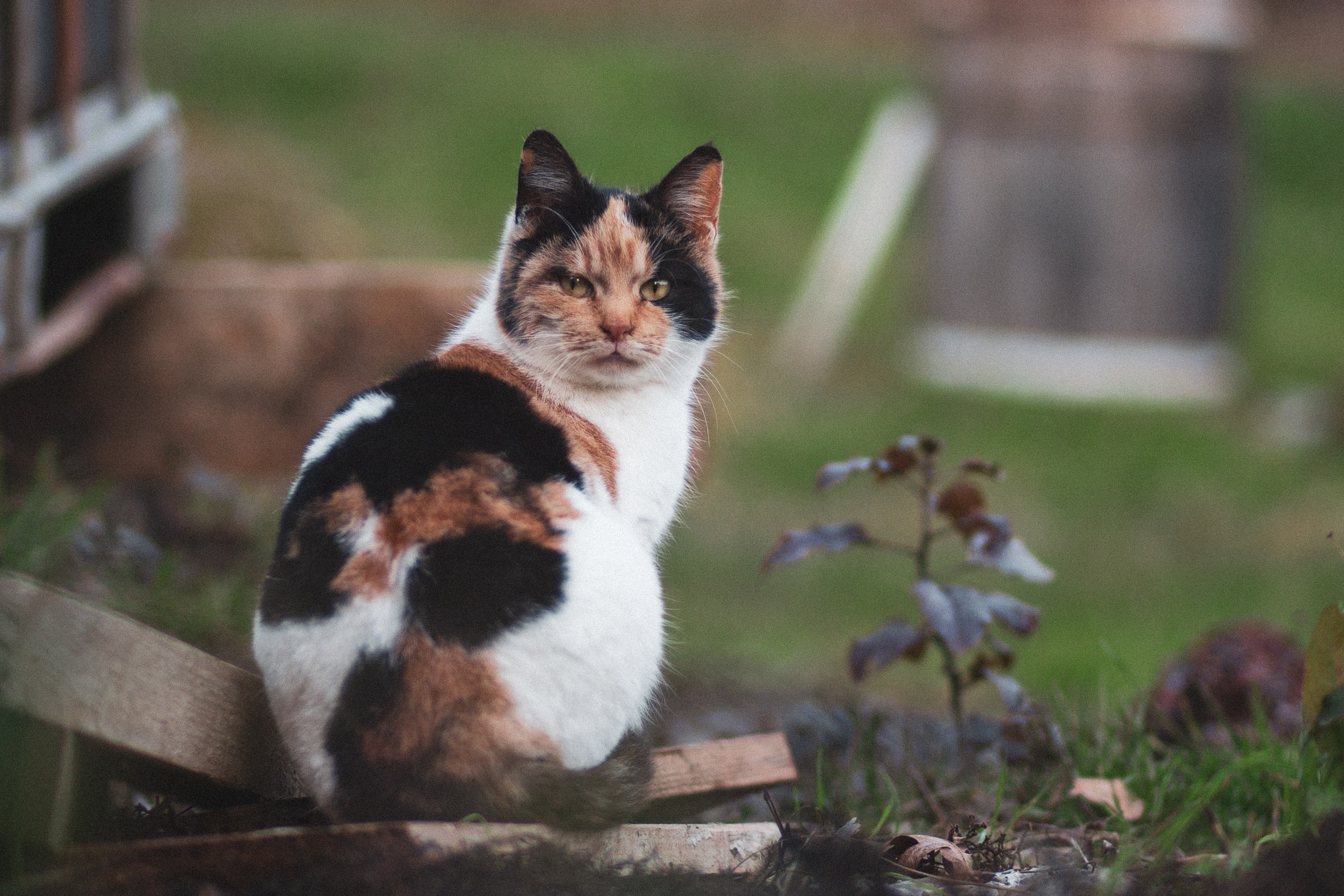Улицы Люди на улицах Природа Животные — фотограф Оля Волчкова