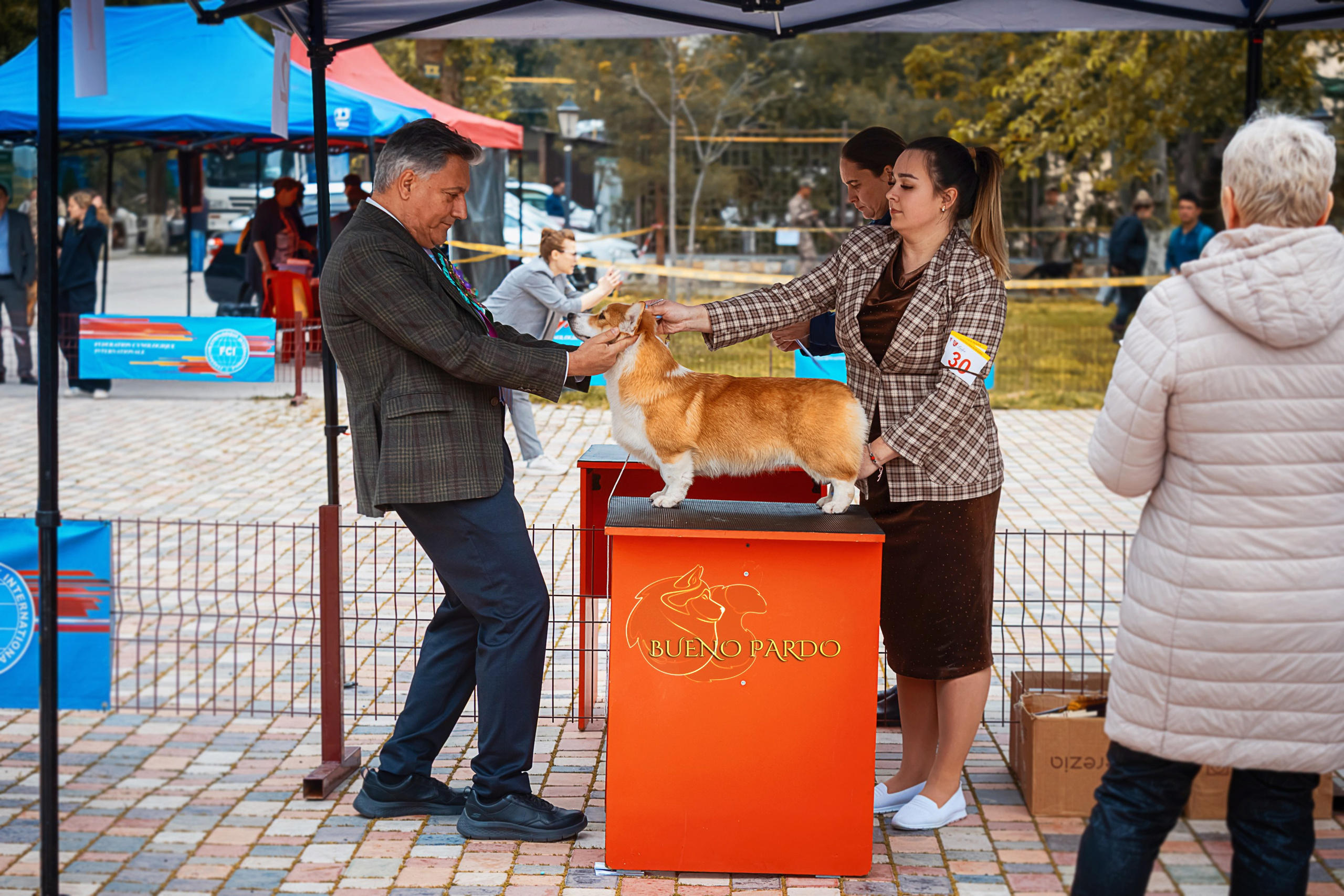 Собаки питомника Bueno Pardo. Питомник собак Акита, Хаски, Корги