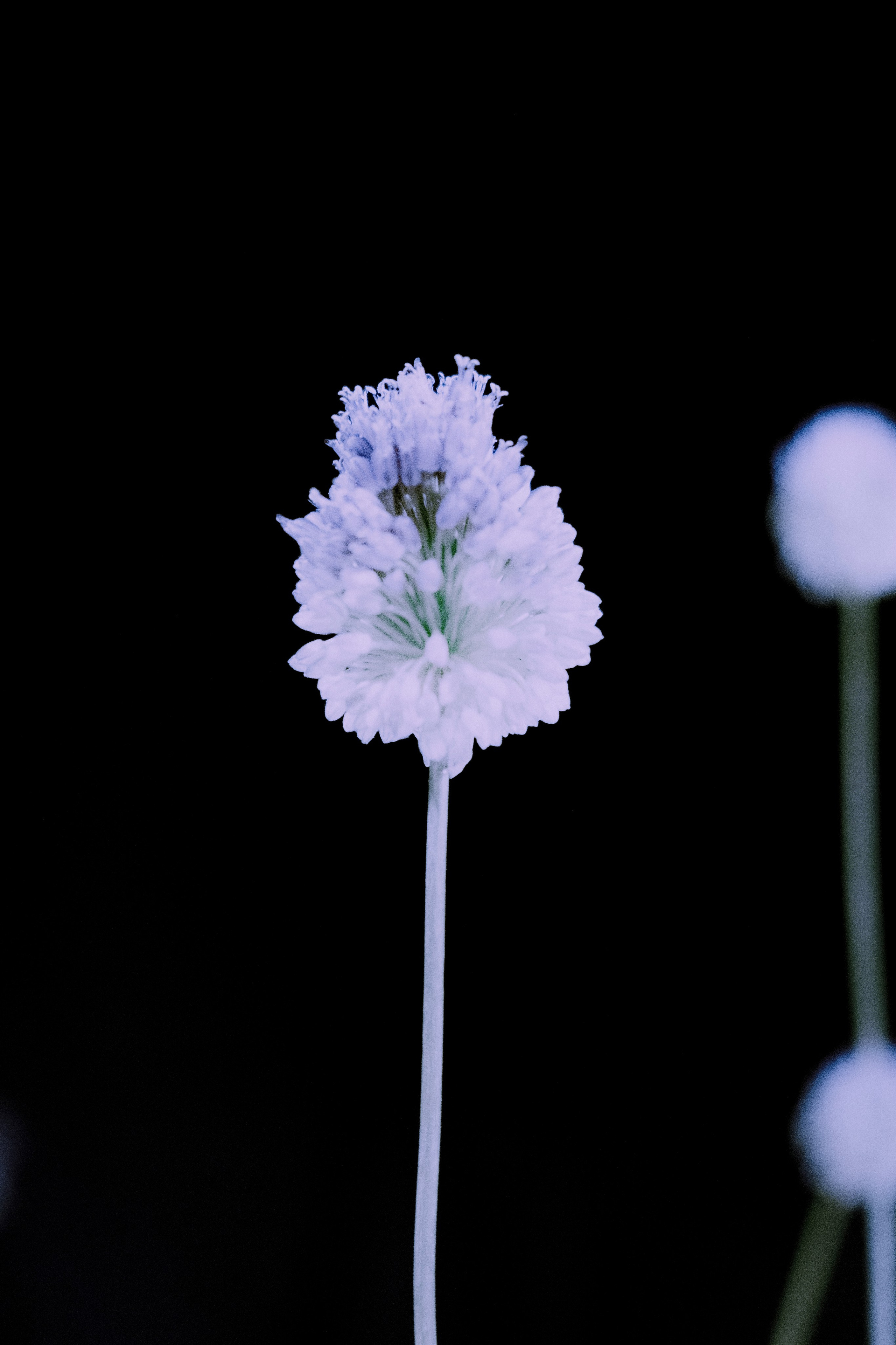 Сертификаты. Портретный и fashion-фотограф в Санкт-Петербурге Олеся Поле