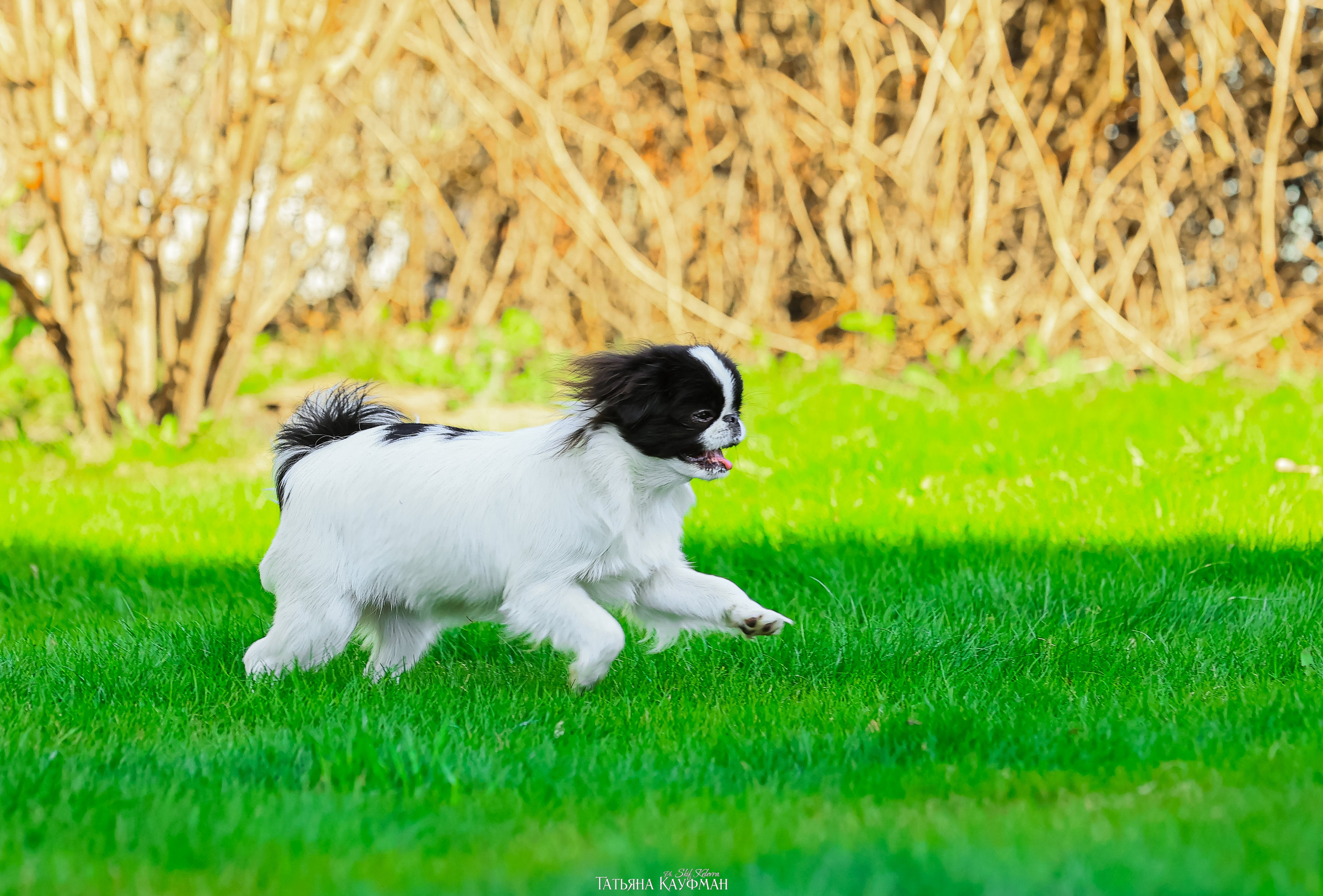 Японский хин, фотография японский хин, собака в цветах, красивая собака, фотограф анималист, фотокурс Анималистика, научиться фотографировать собак, фотограф Новосибирск