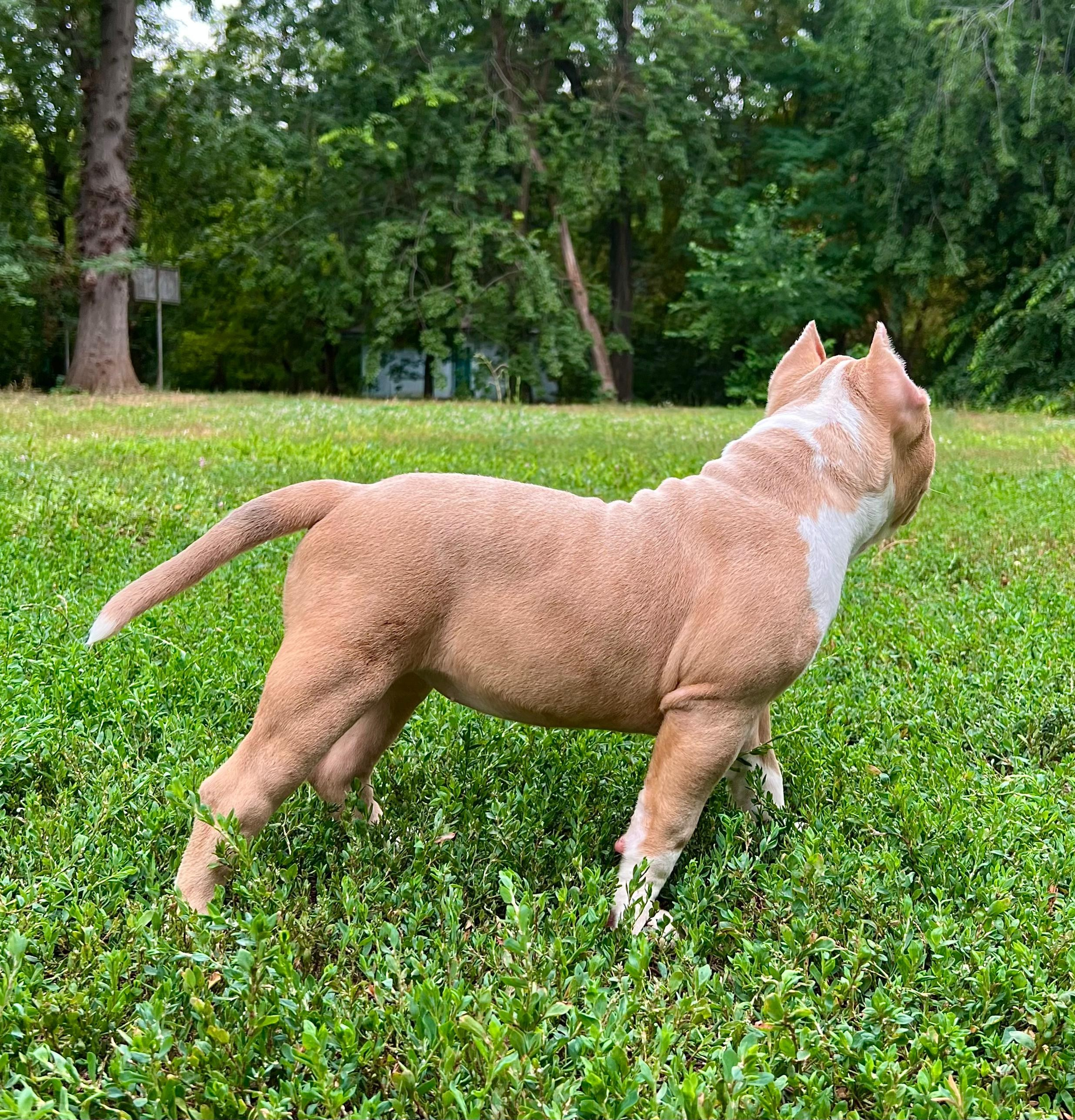 Помет Каспер и Адель. 08.05.25. Американский Булли в г. Ростов-на-Дону. Питомник THE POWER OF SIBERIA