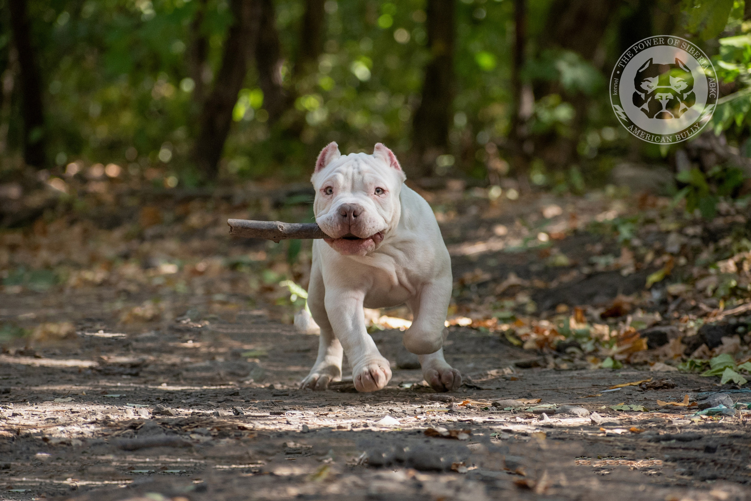 Купить щенка American Bully в Ростове