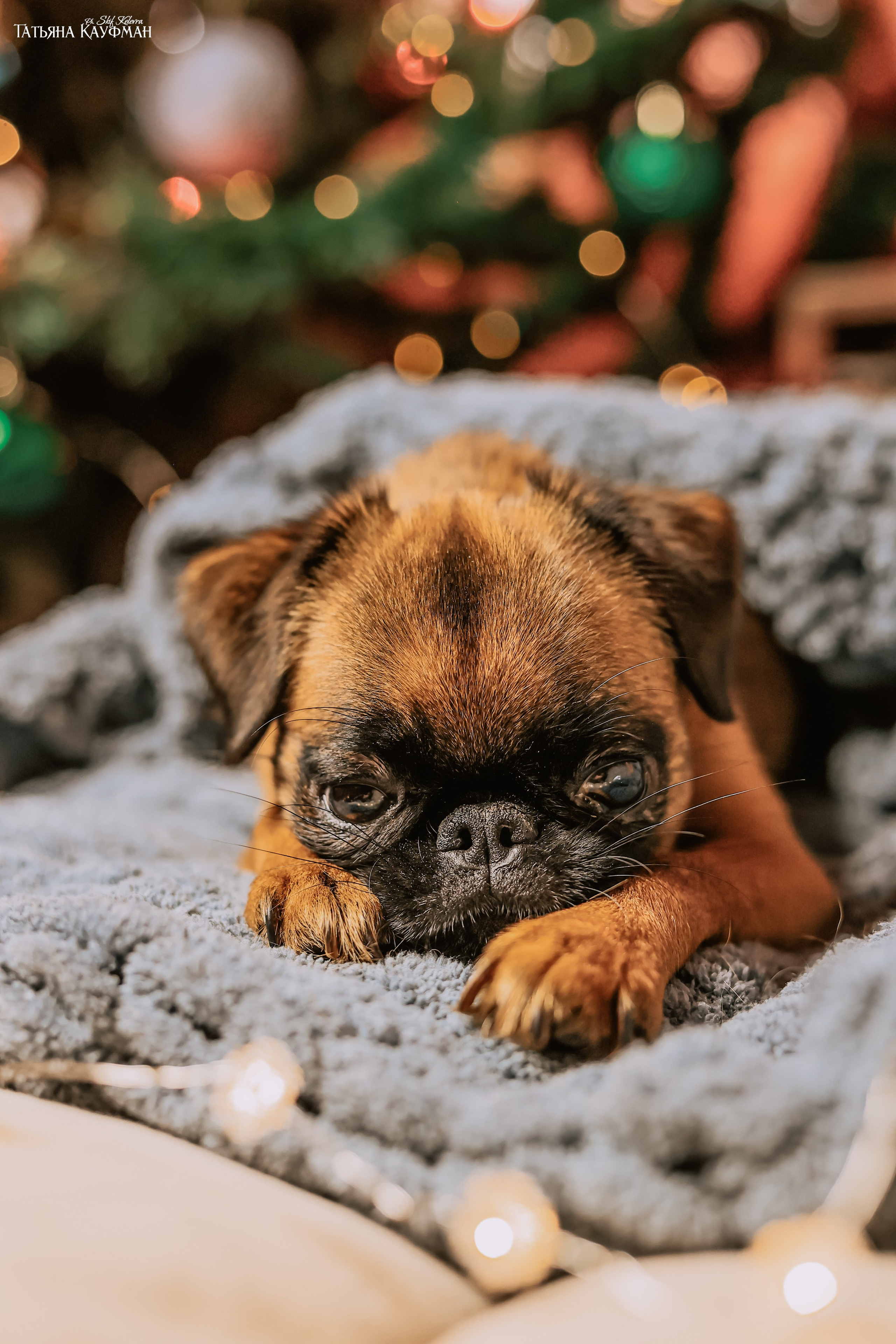 Малый брабансон, фотография брабансон, красивая собака, фотограф анималист, фотокурс Анималистика, научиться фотографировать собак, фотограф Новосибирск