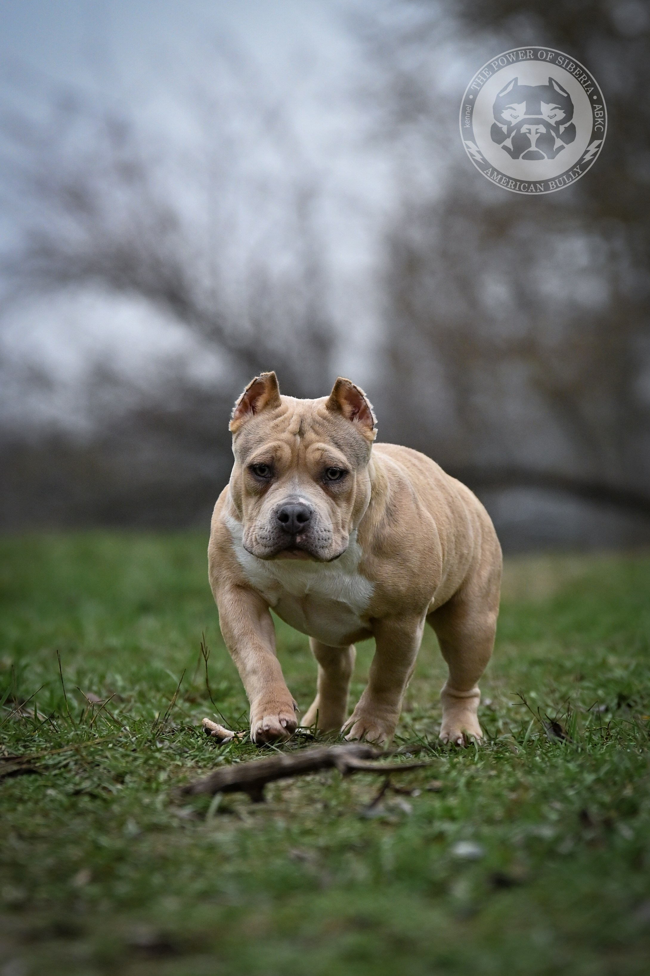 Все свободные щенки. Американский Булли в г. Ростов-на-Дону. Питомник THE POWER OF SIBERIA