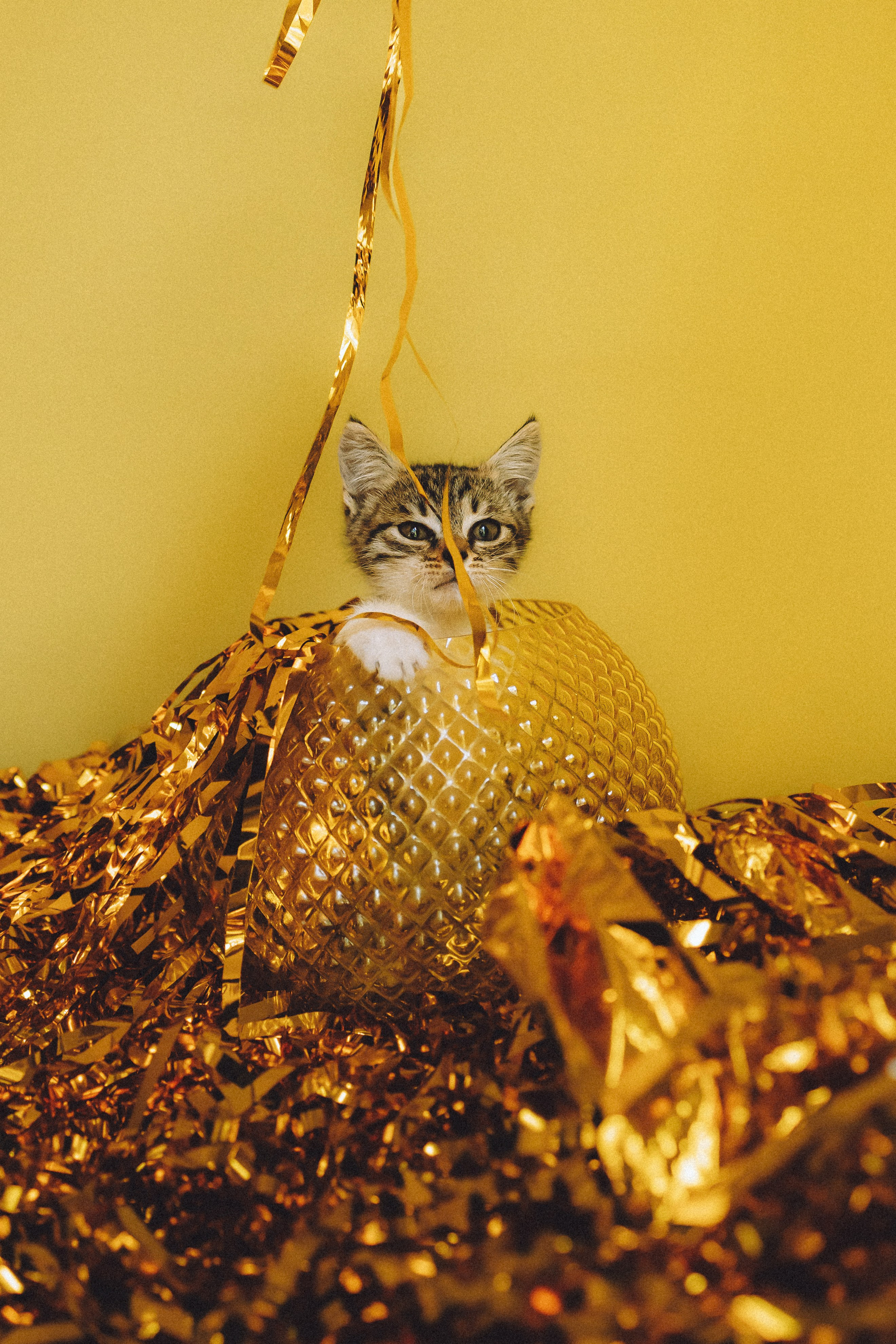 Более 30 идей для фотосессии с котенком