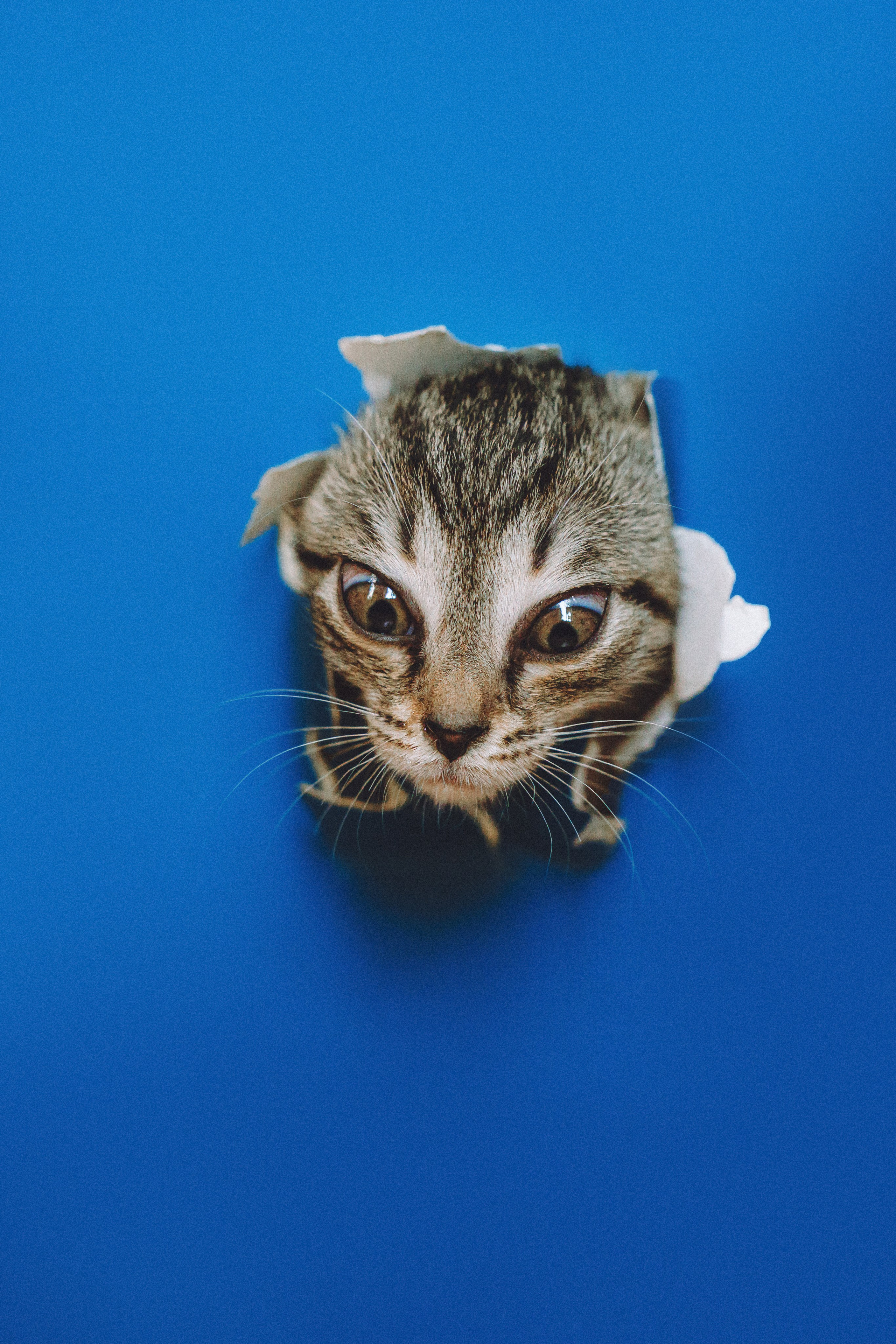 Более 30 идей для фотосессии с котенком