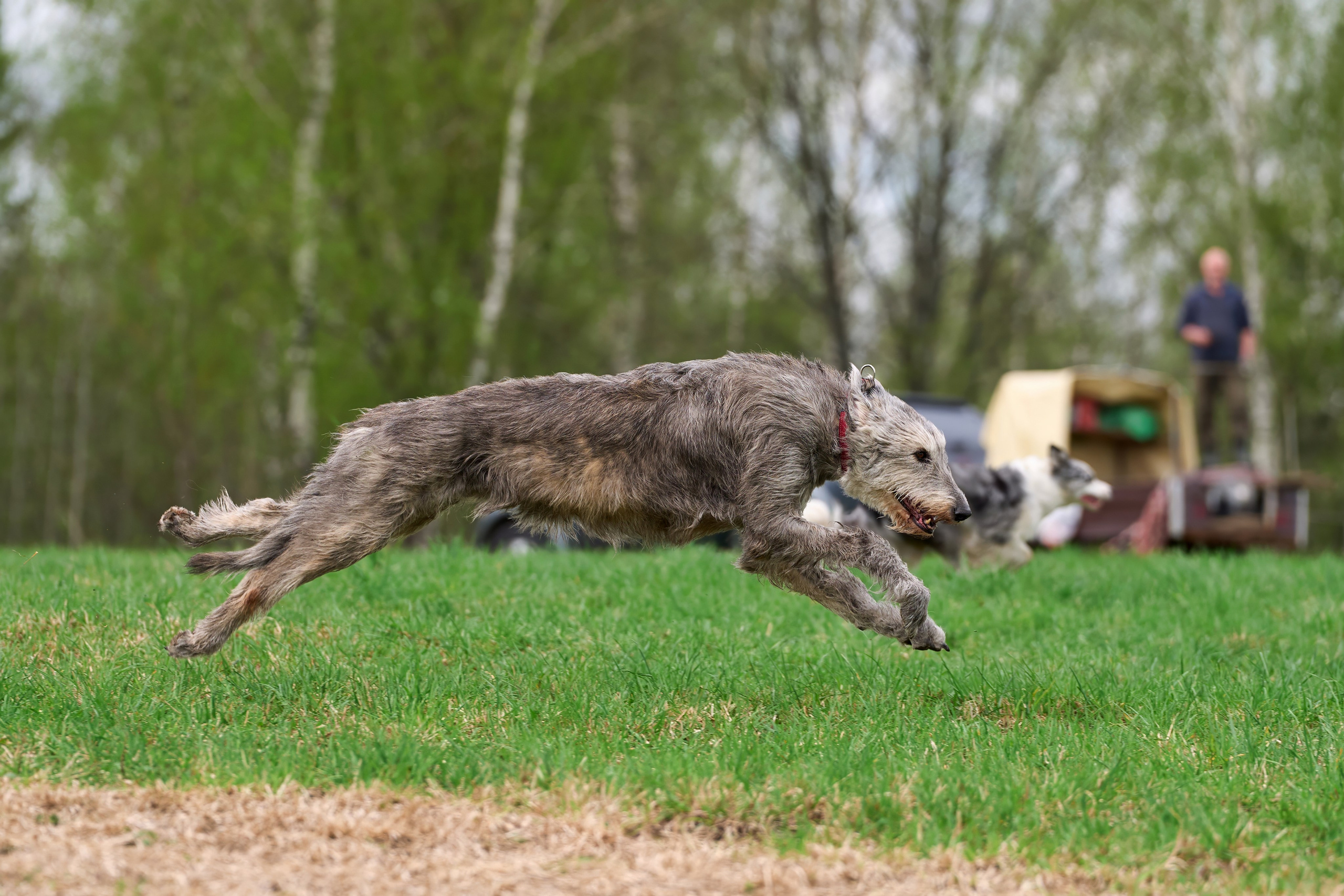Тренировка по курсингу «на Ярославке». Фотограф-анималист Михаил Манухин