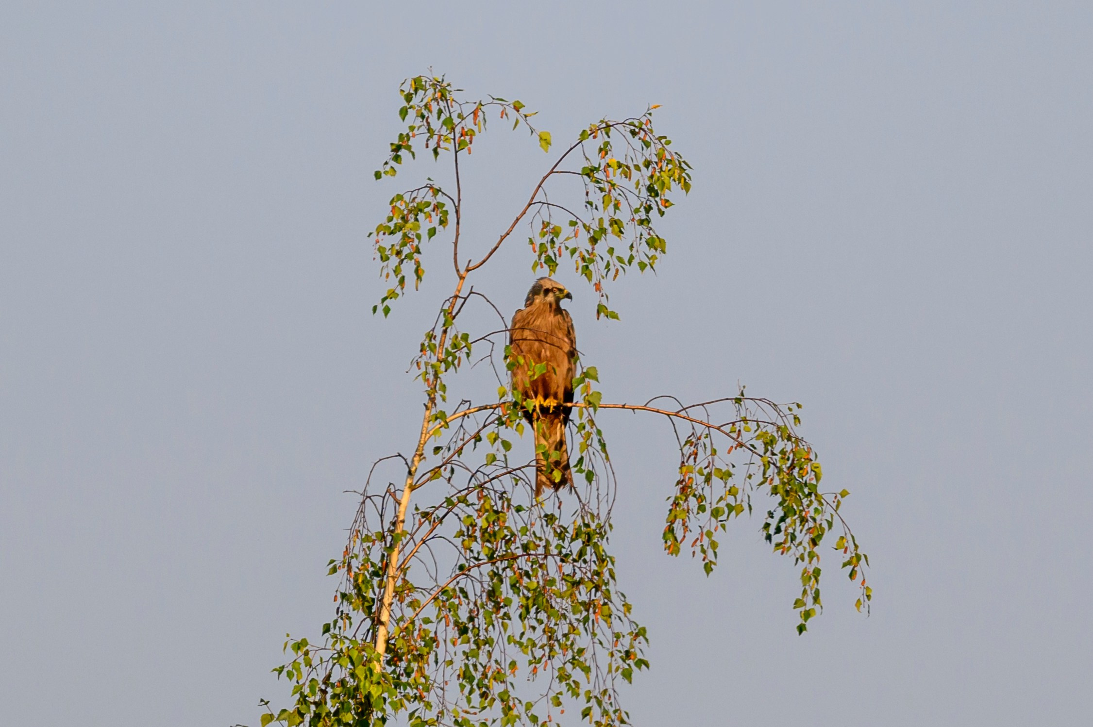Болотный лунь. Wildlife photography by Sergey Puponin
