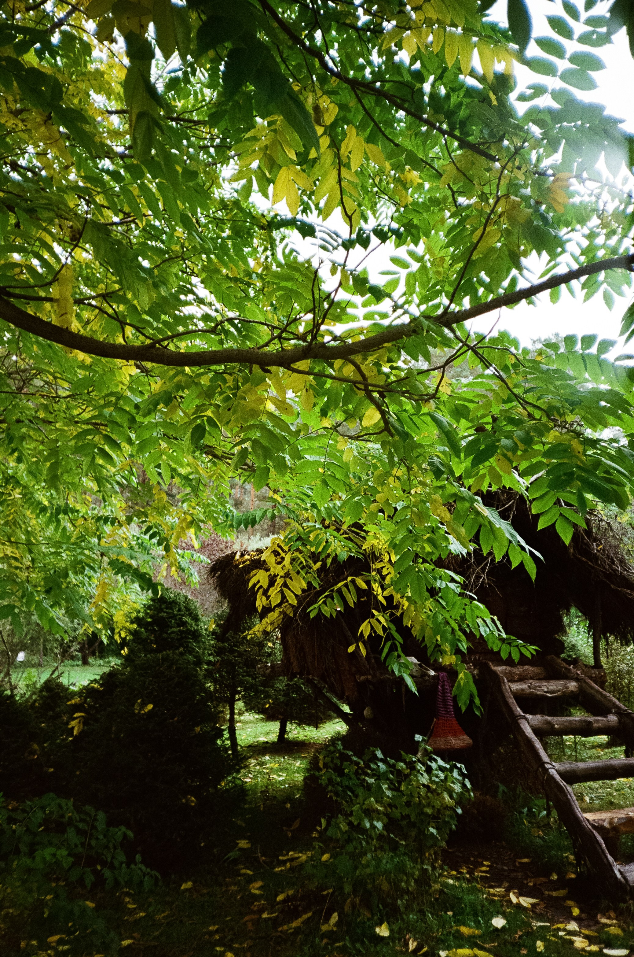 Катунь и сосны на базе Беррель. Ботанический сад. Фотограф-документалист Мария Осокина