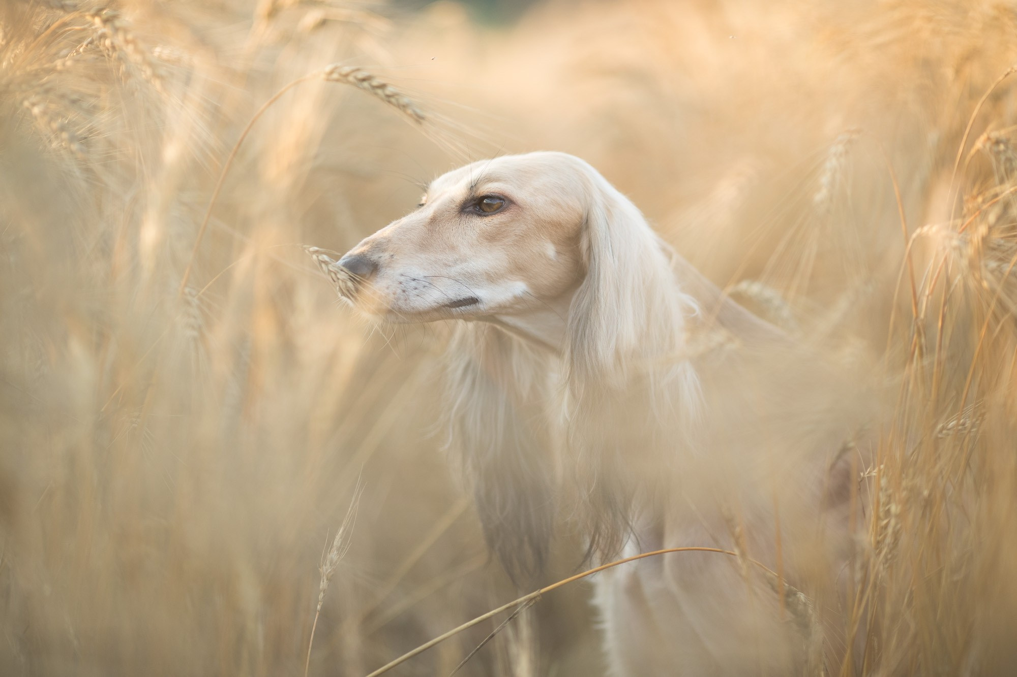 Онлайн-курс по съемке собак. Фотограф Анастасия Ветковская, Москва