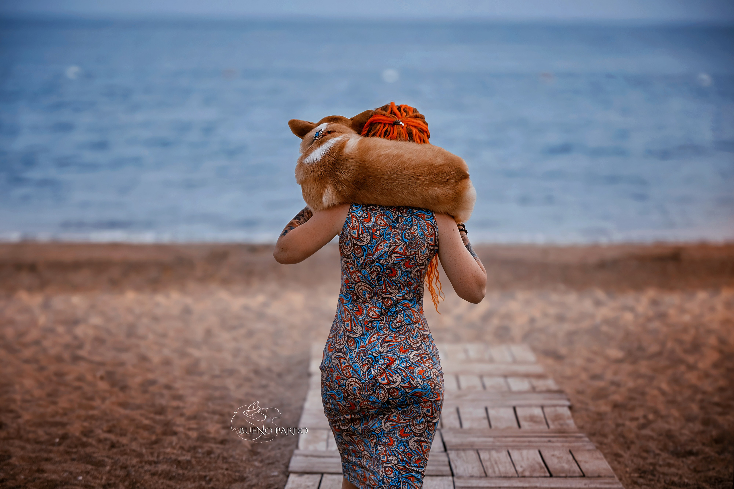 КОРГИ. Kawaii Kuma питомник собак пород Корги пемброк, Акита ину, Сиба