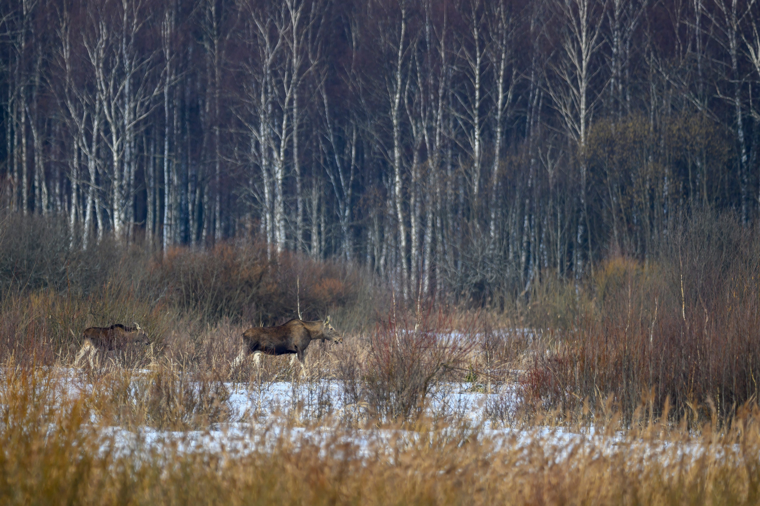 Лоси и куропатки. Фотограф Сергей Пупонин