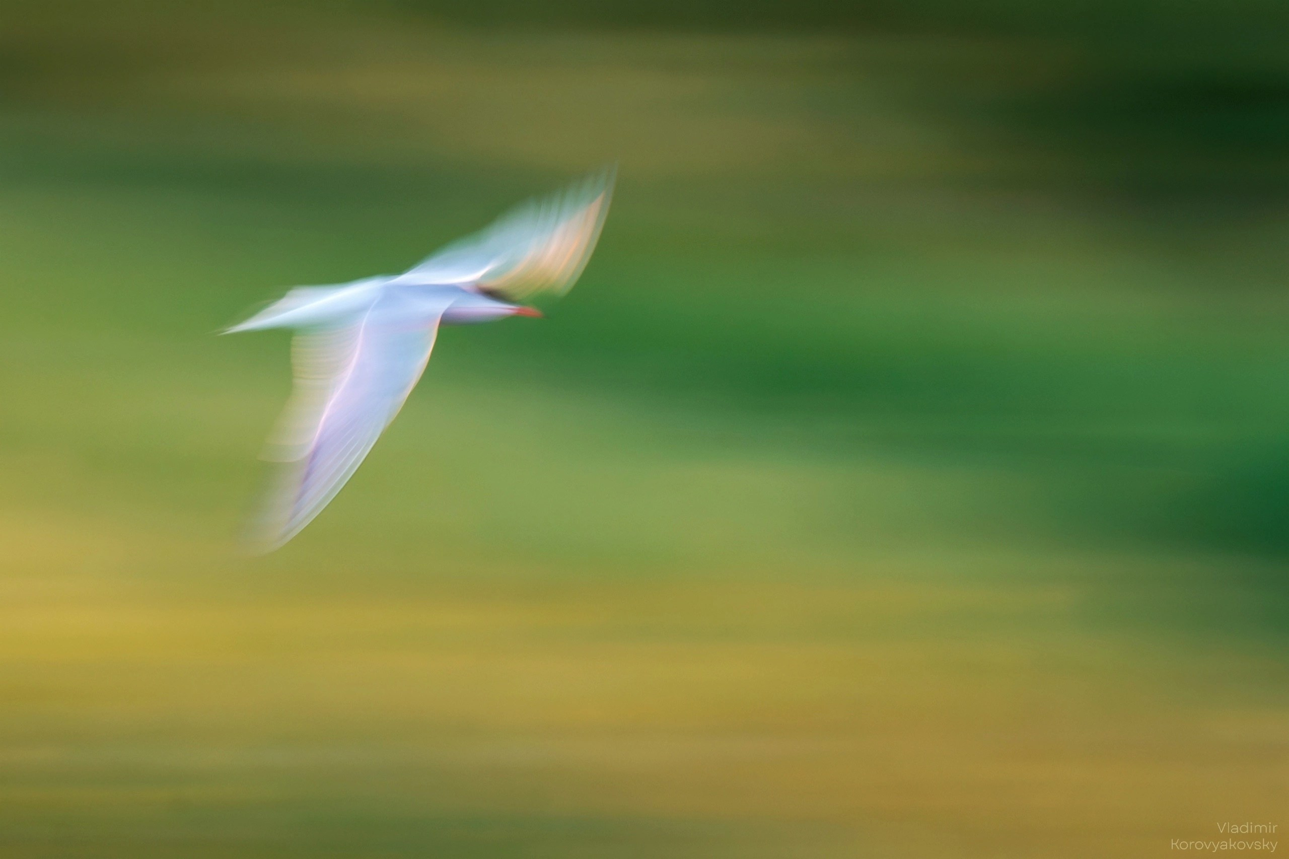 Фотограф Владимир Коровяковский