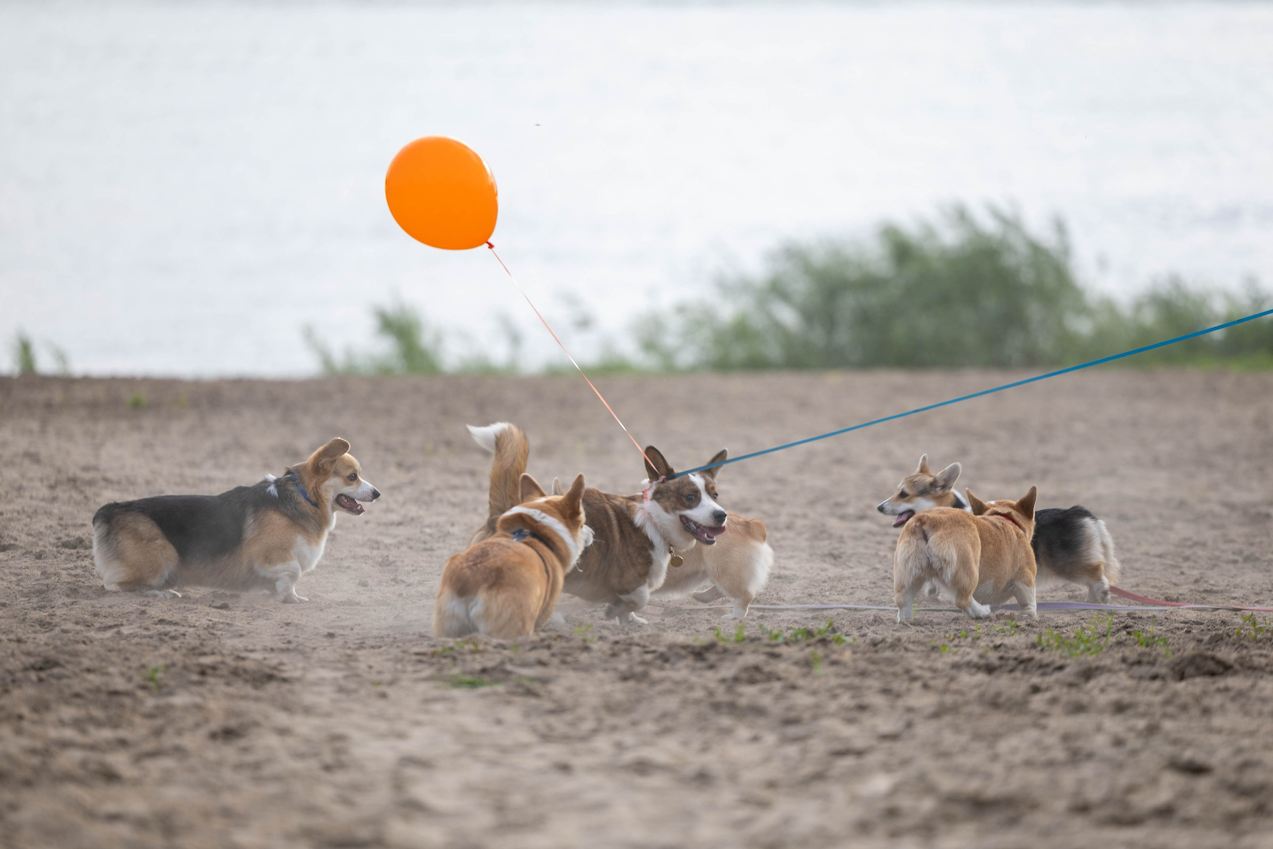 Корги-туса. Фотограф-анималист в Омске Екатерина Маричева
