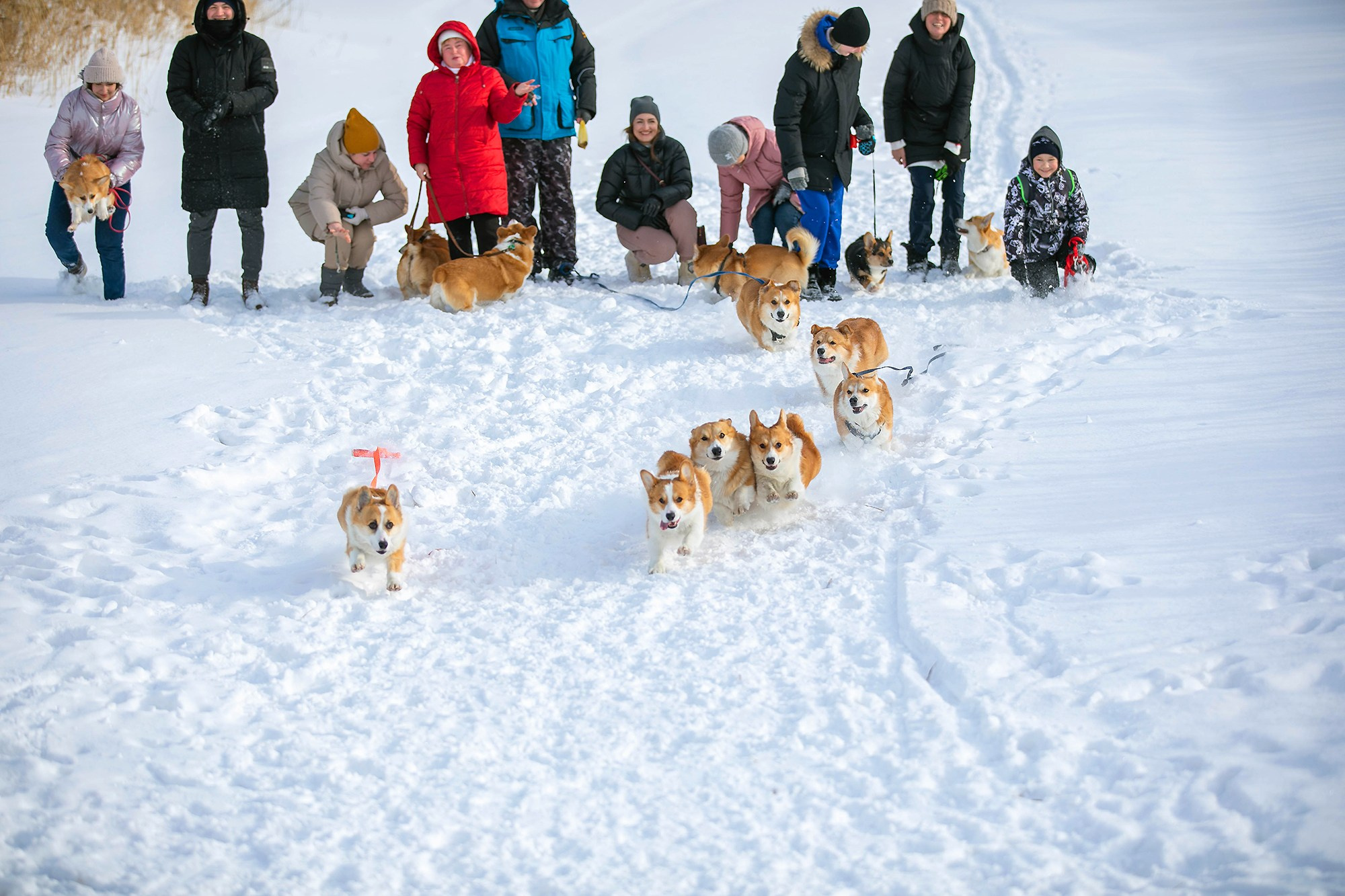 Корги-туса. Фотограф-анималист в Омске Екатерина Маричева