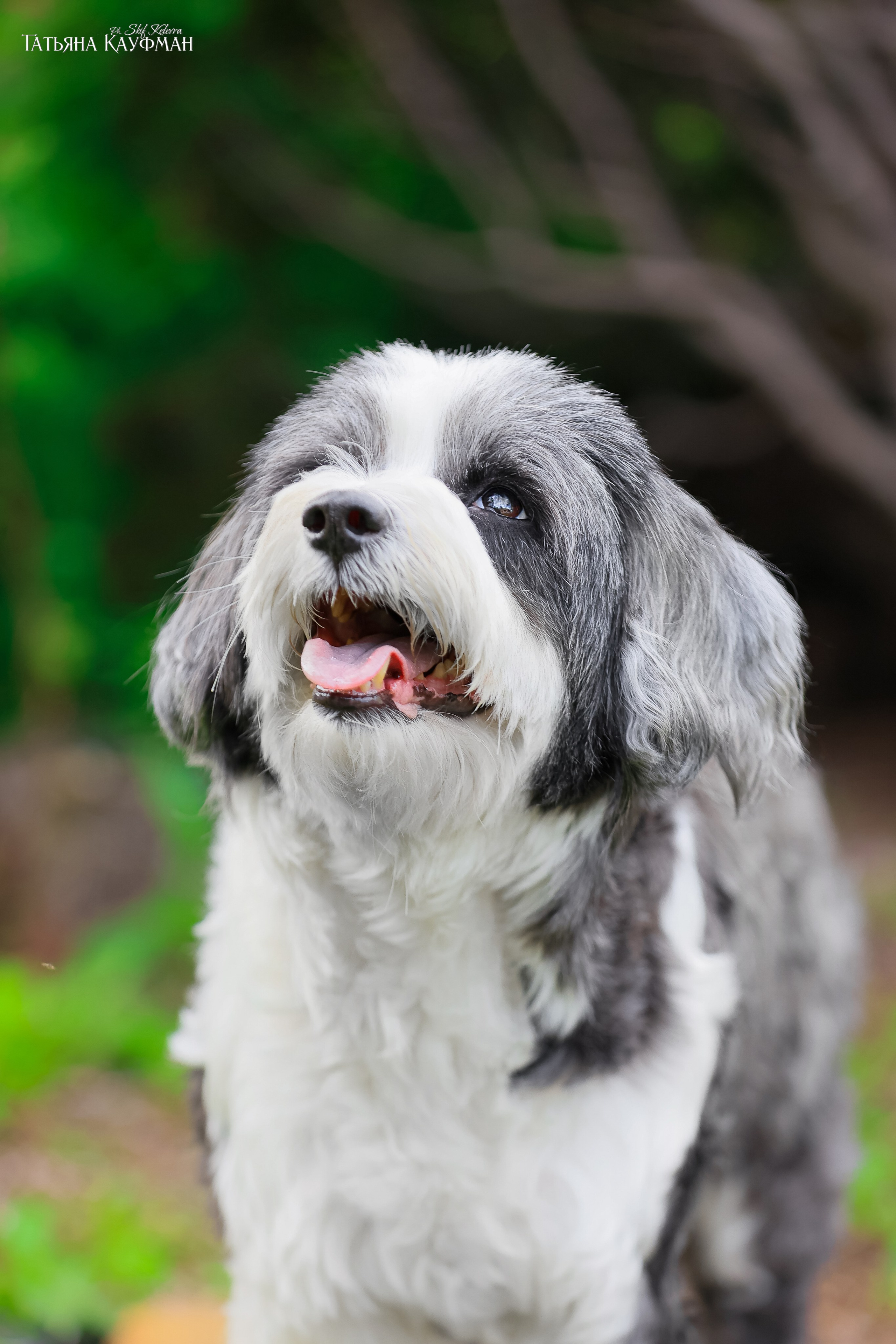 Тибетские терьеры. Фотограф Анималист из Новосибирска Татьяна Кауфман
