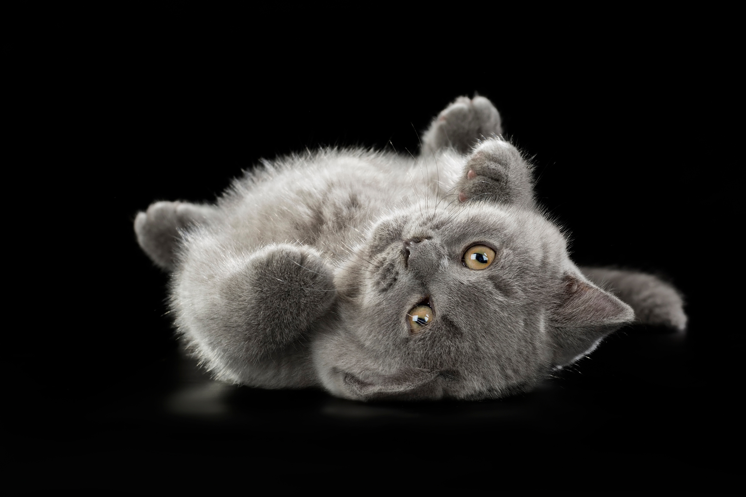 Фотограф анималист в Санкт-Петербурге Светлана Писарева