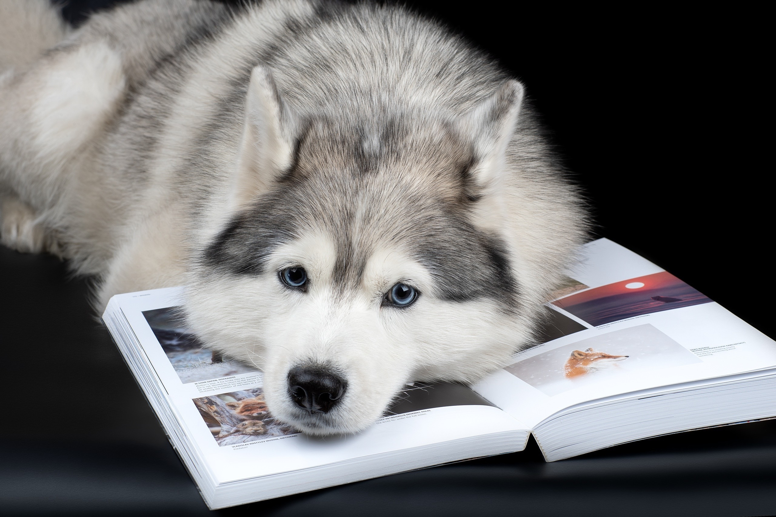 Публикации. Фотограф анималист в Санкт-Петербурге Светлана Писарева