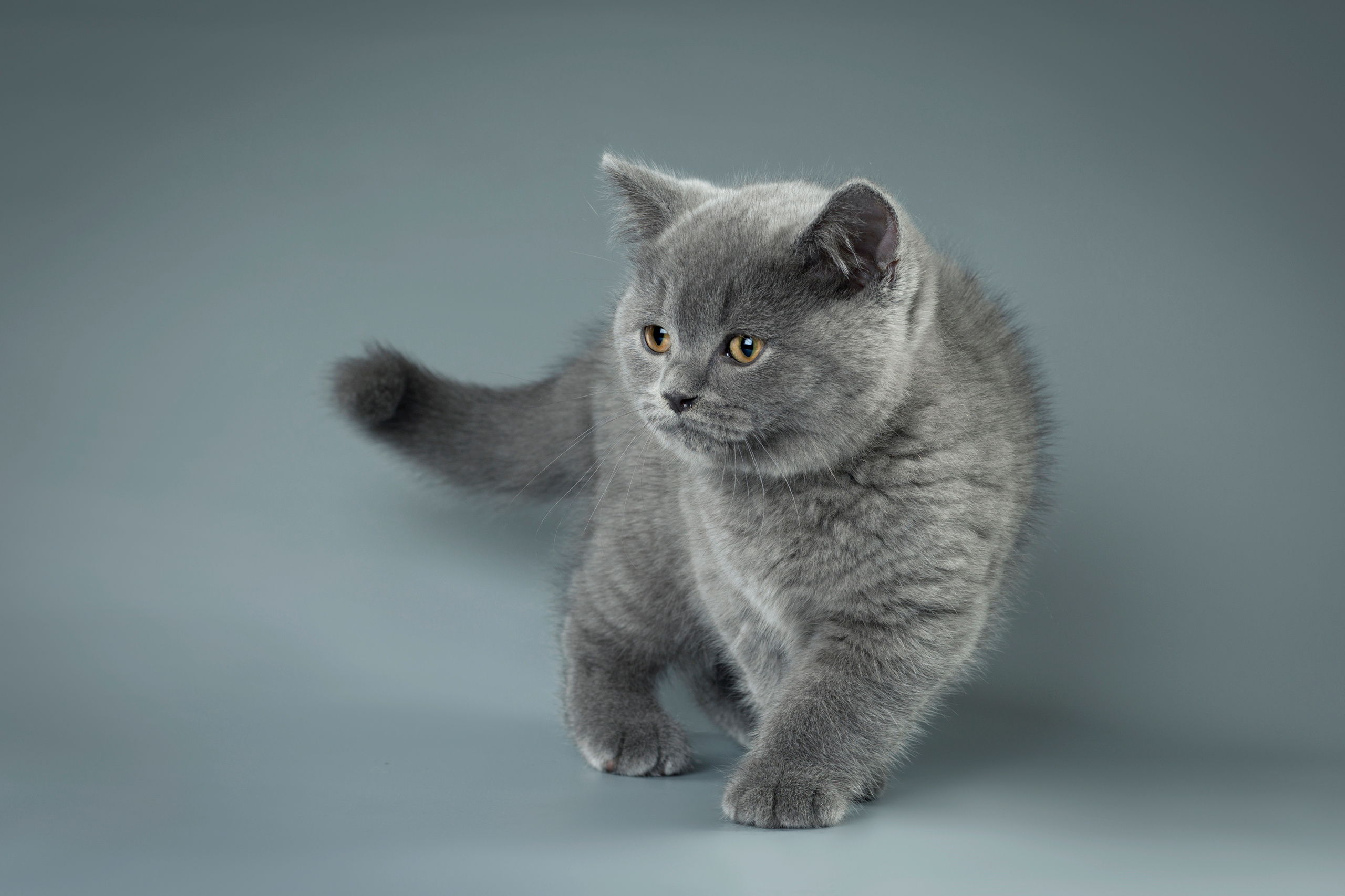 Фотограф анималист в Санкт-Петербурге Светлана Писарева