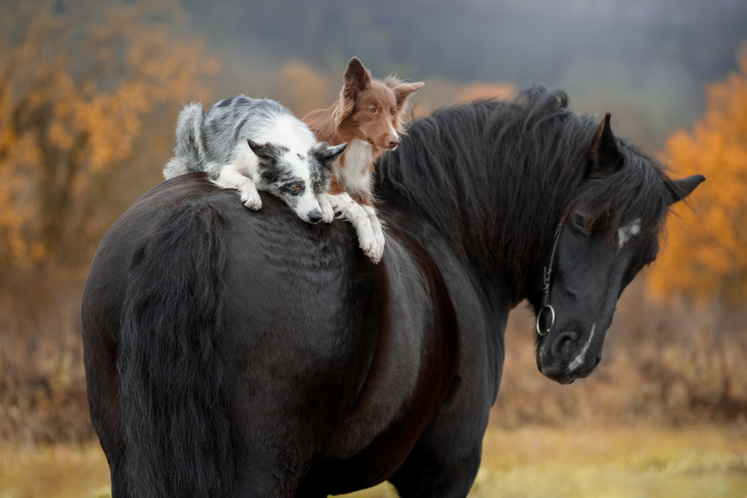 Фотограф анималист в Санкт-Петербурге Светлана Писарева