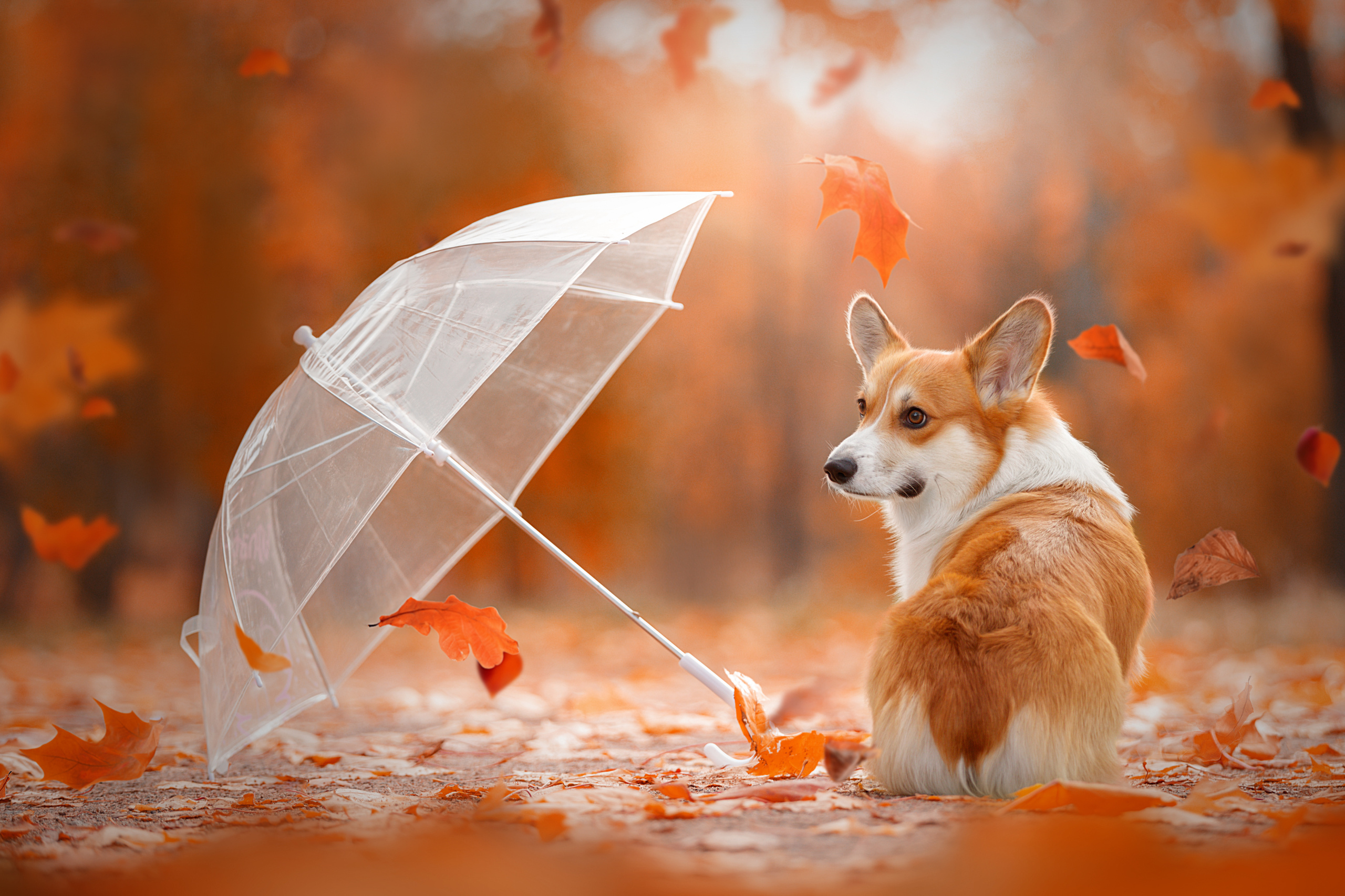 Фотограф анималист в Санкт-Петербурге Светлана Писарева