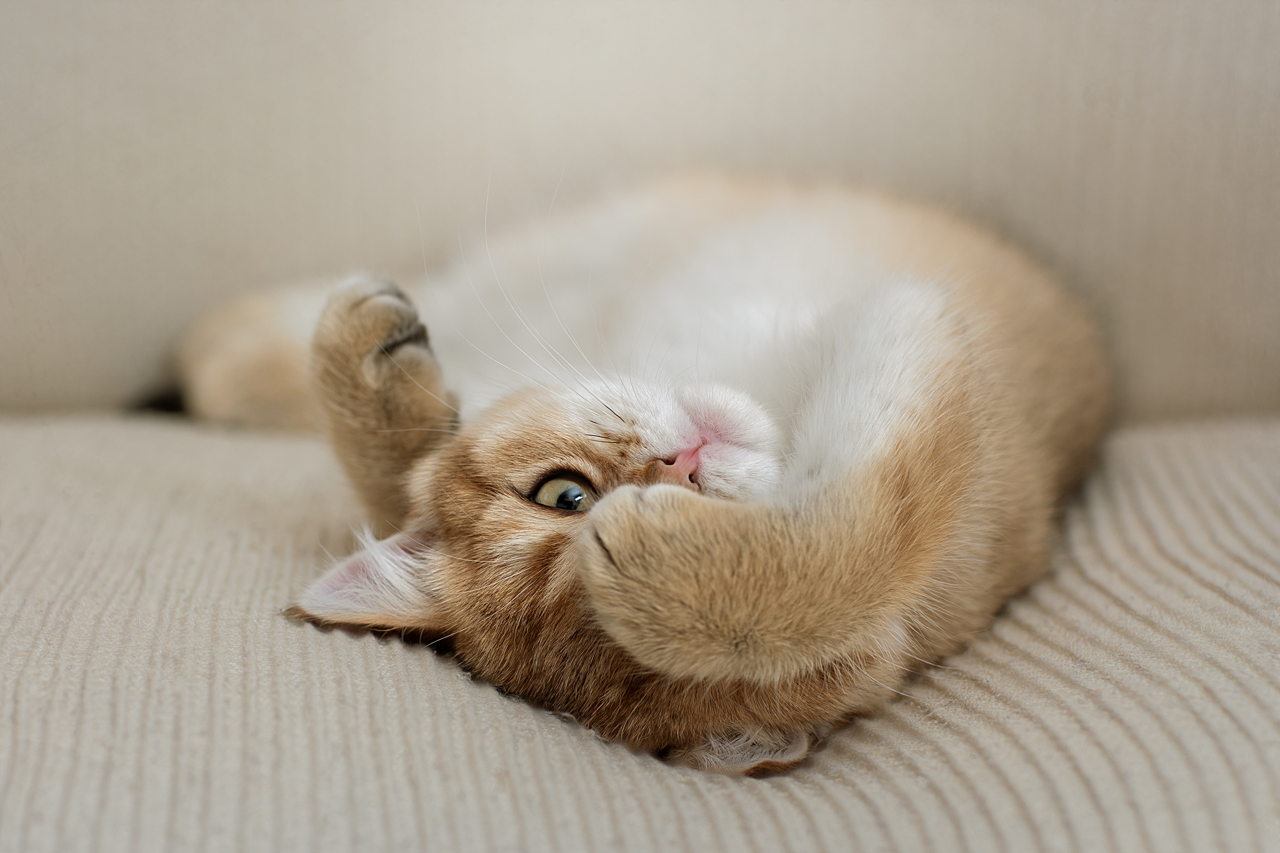 Фотограф анималист в Санкт-Петербурге Светлана Писарева