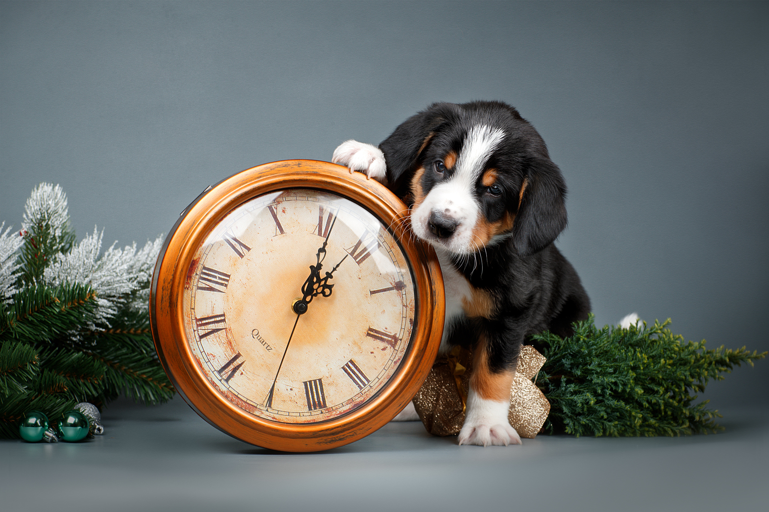 Фотограф анималист в Санкт-Петербурге Светлана Писарева
