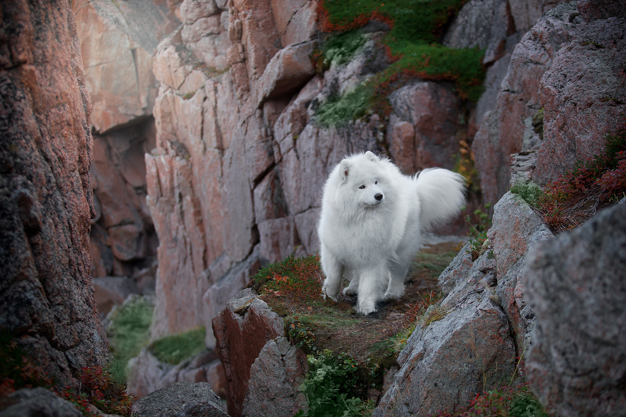 Фотограф анималист в Санкт-Петербурге Светлана Писарева