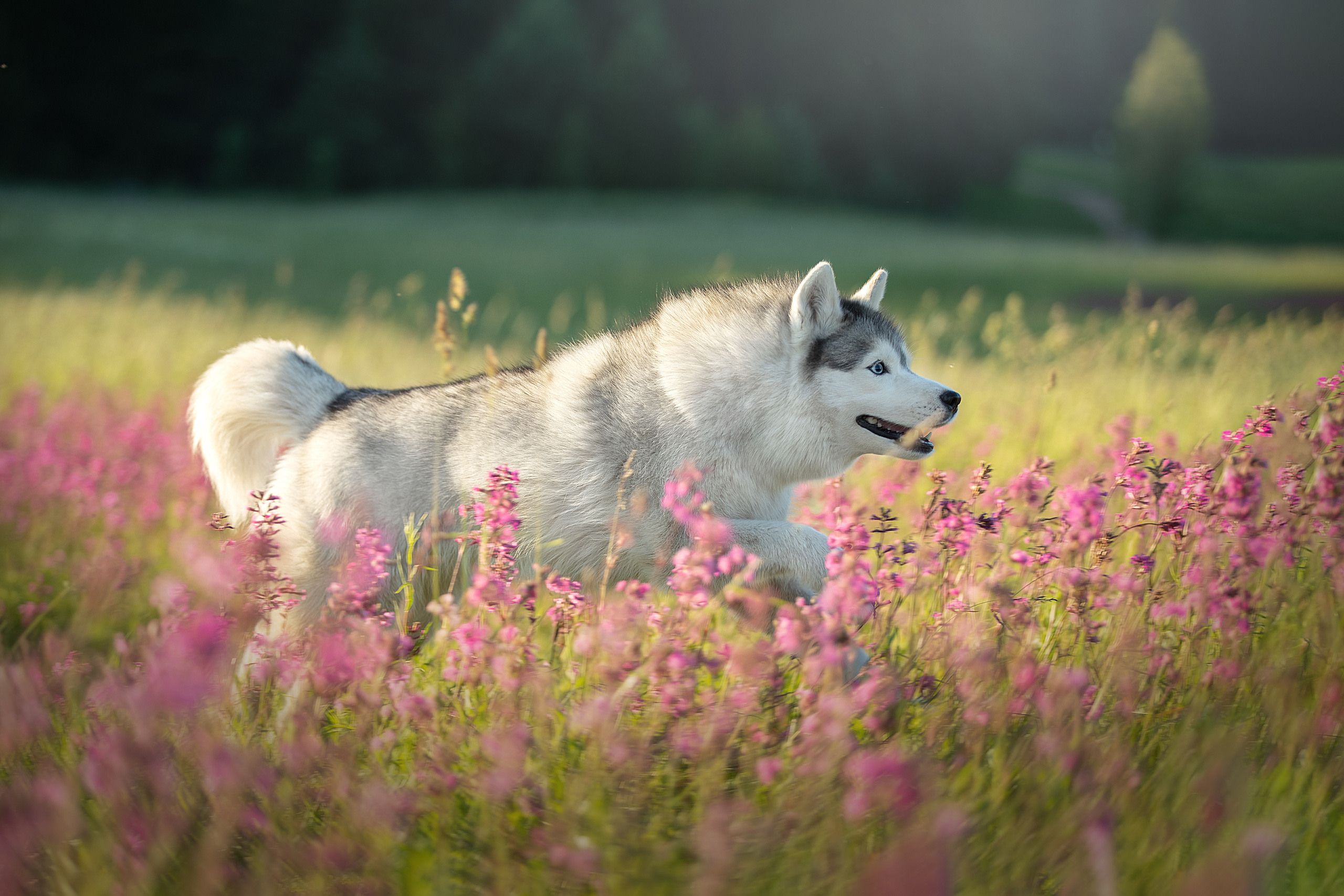 Фотограф анималист в Санкт-Петербурге Светлана Писарева