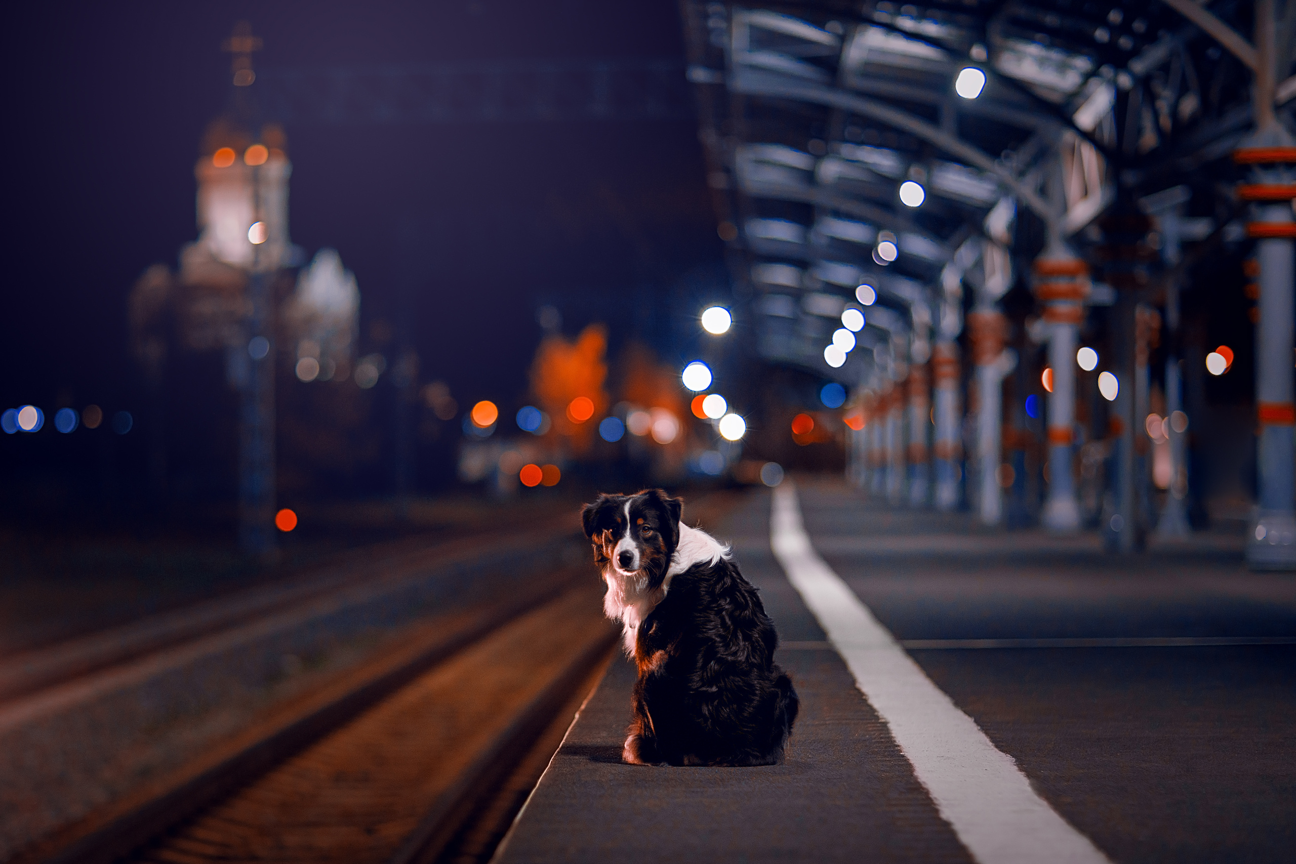 Фотограф анималист в Санкт-Петербурге Светлана Писарева
