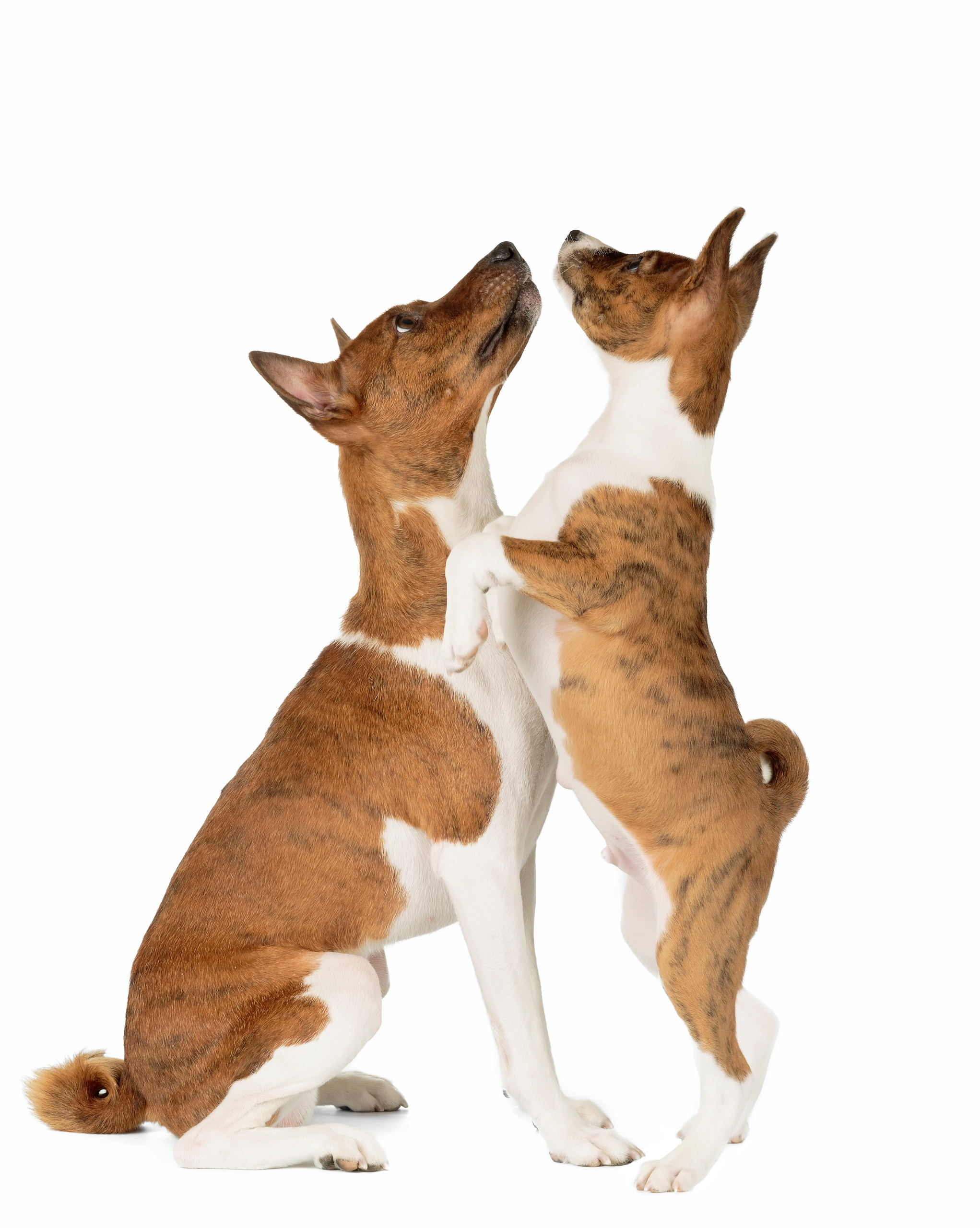 Фотограф анималист в Санкт-Петербурге Светлана Писарева