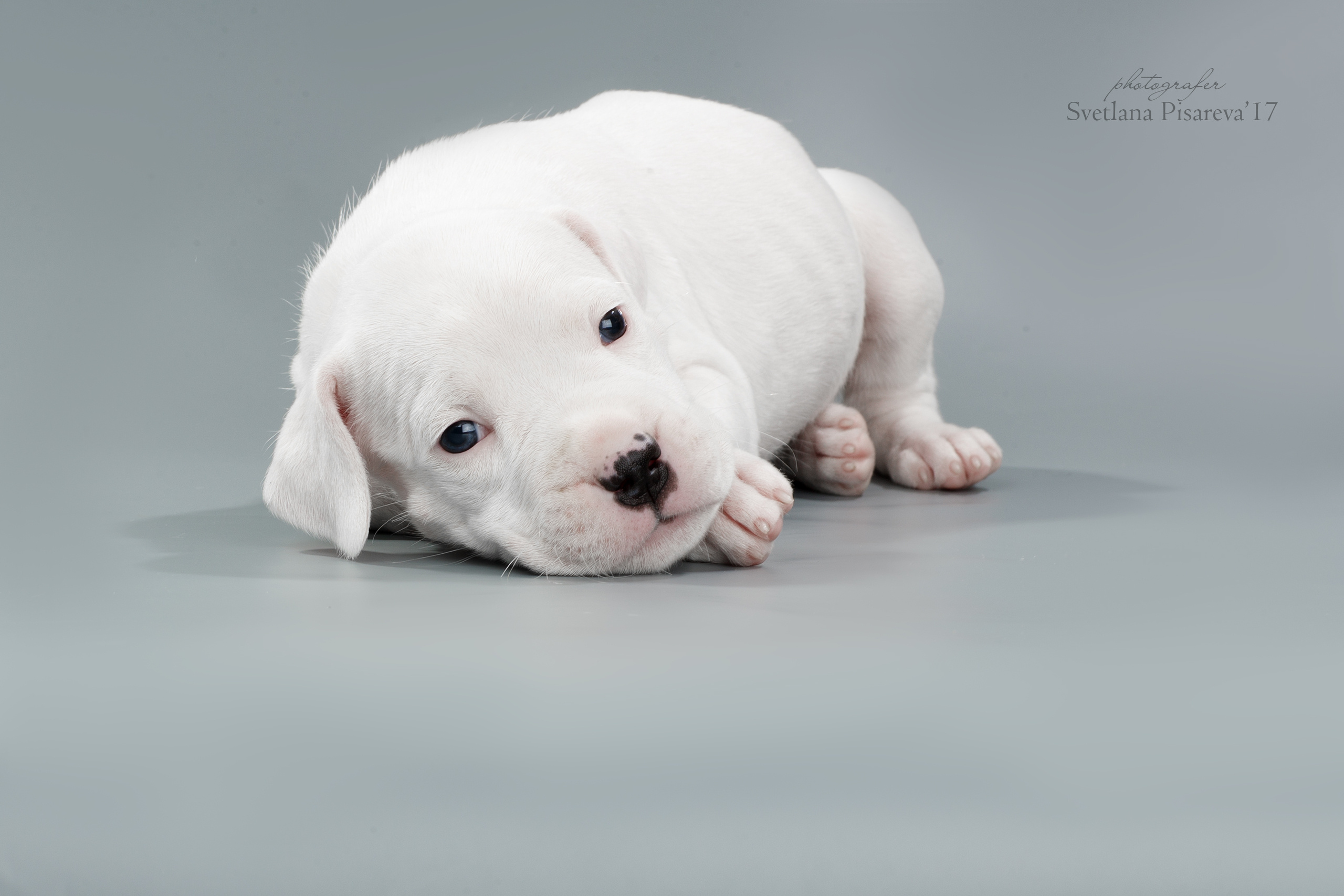 Фотограф анималист в Санкт-Петербурге Светлана Писарева