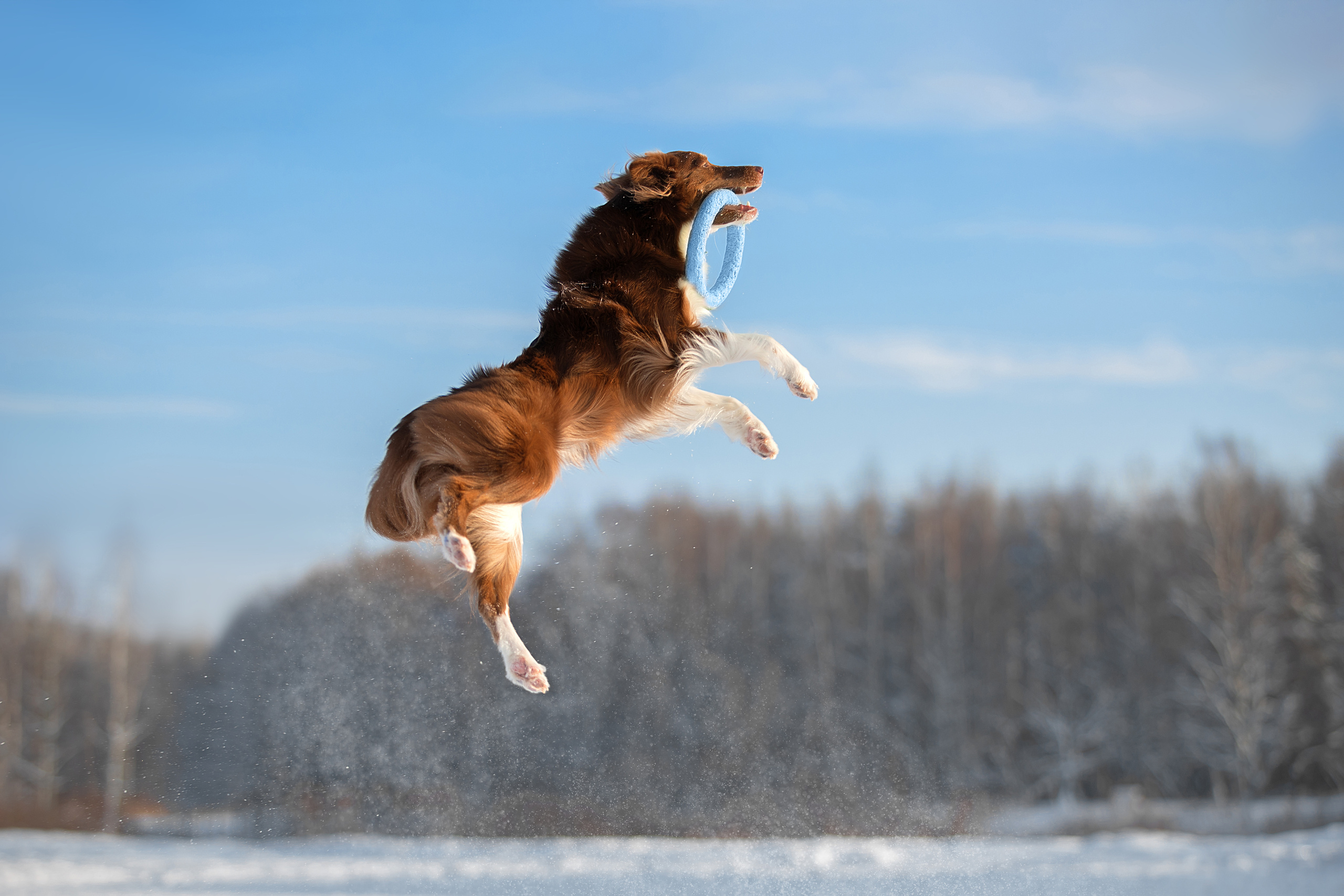 Фотограф анималист в Санкт-Петербурге Светлана Писарева