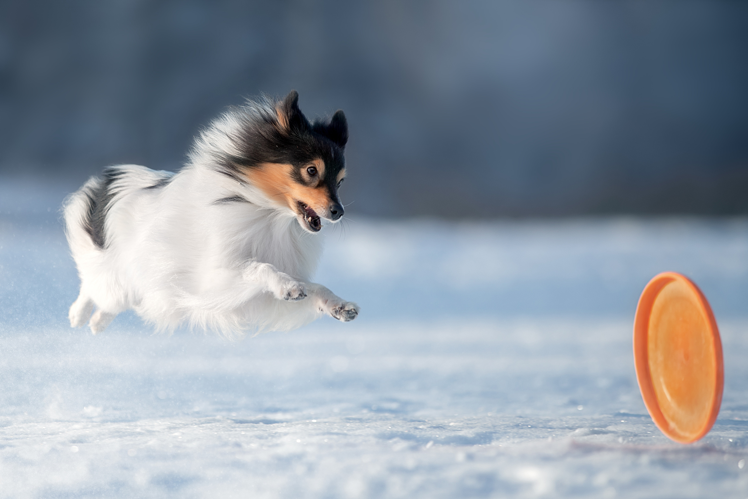 Фотограф анималист в Санкт-Петербурге Светлана Писарева
