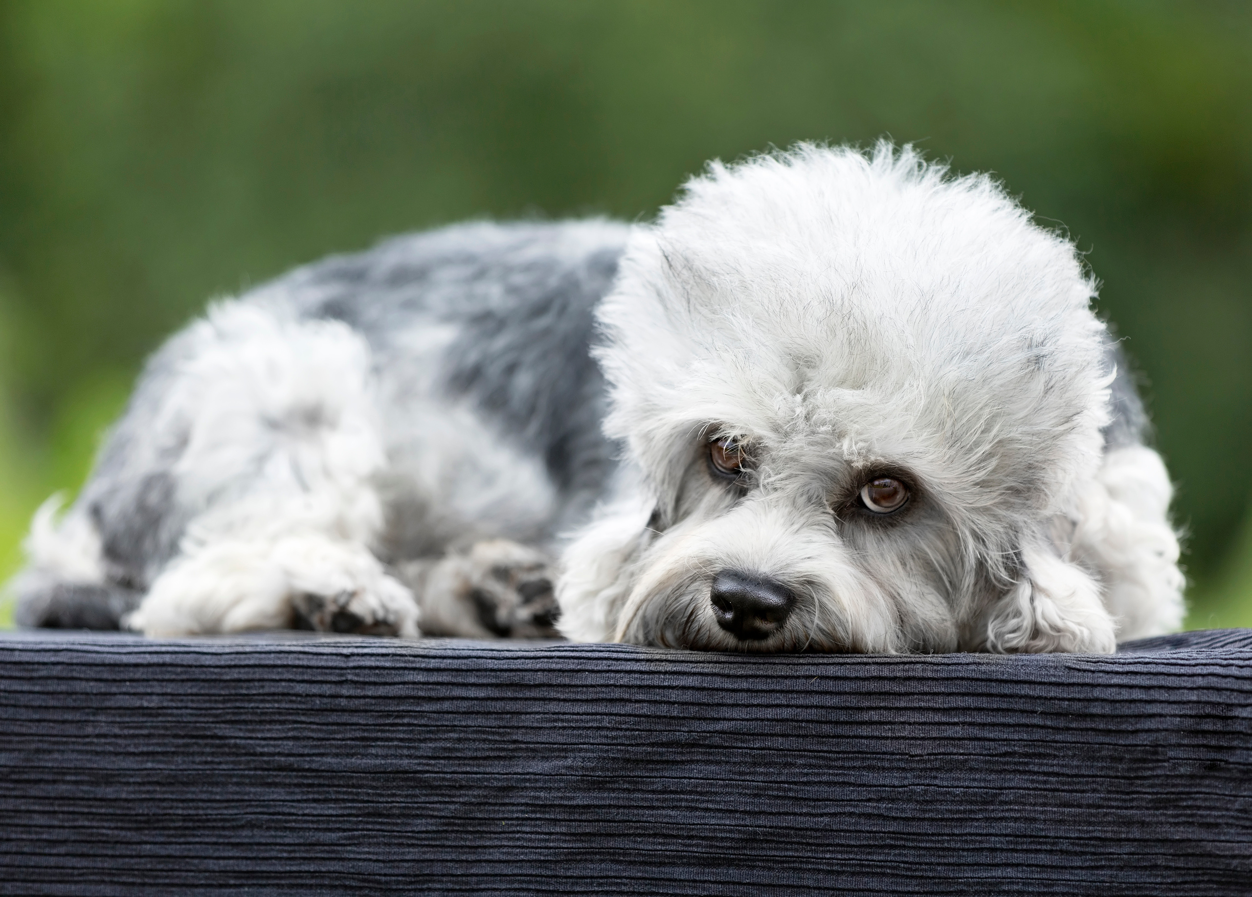 Фотограф анималист в Санкт-Петербурге Светлана Писарева