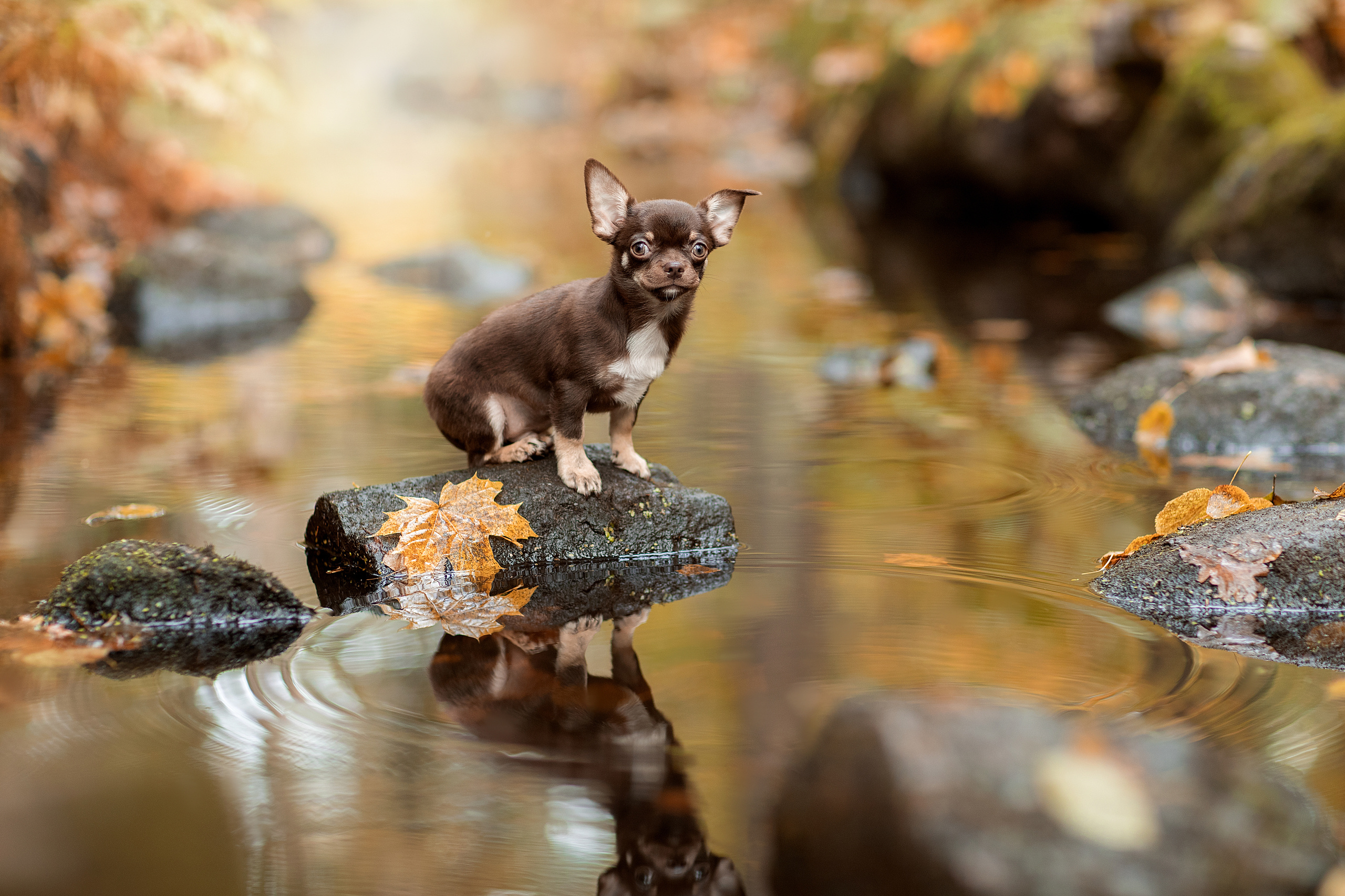 Фотограф анималист в Санкт-Петербурге Светлана Писарева