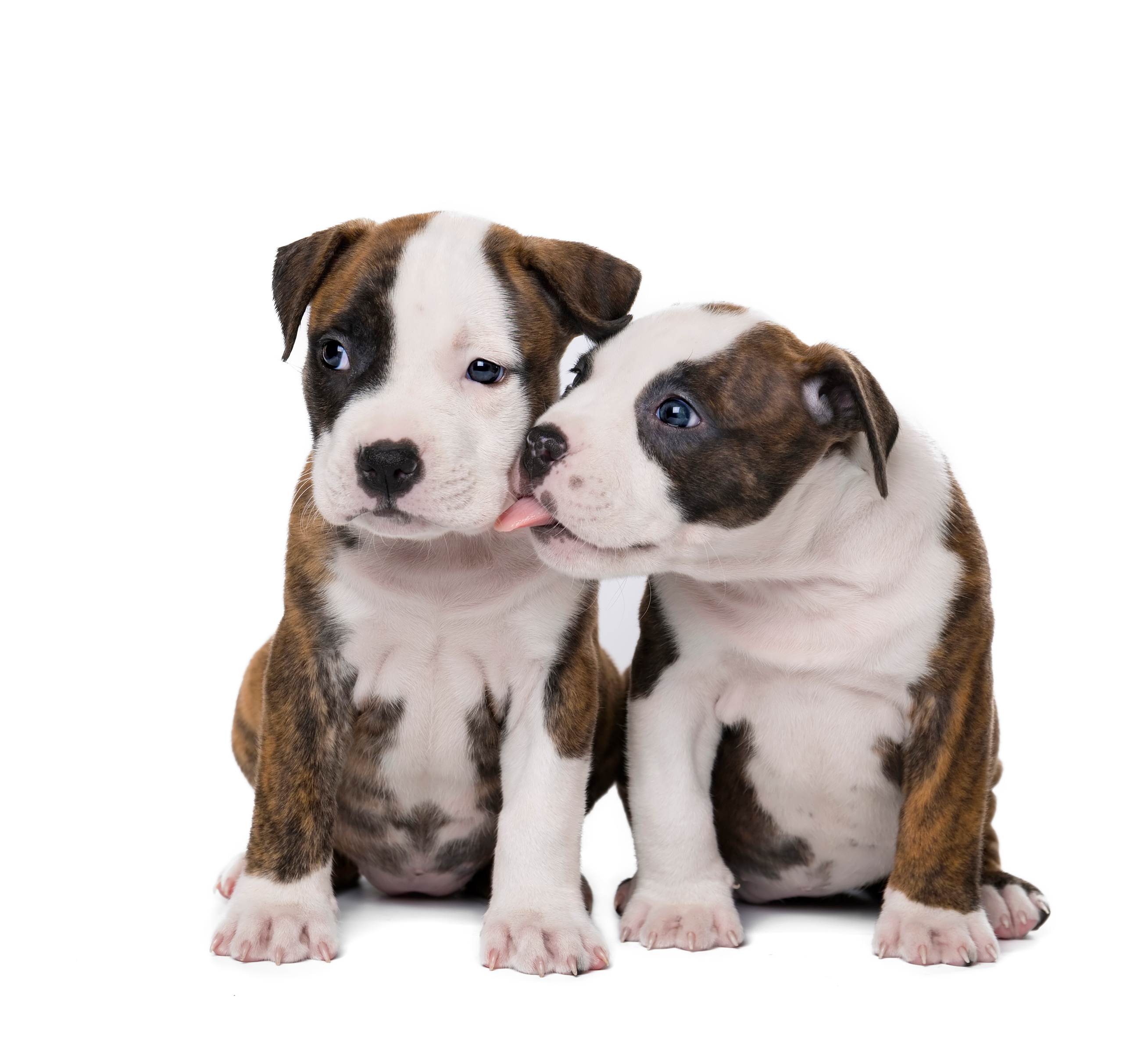 Фотограф анималист в Санкт-Петербурге Светлана Писарева