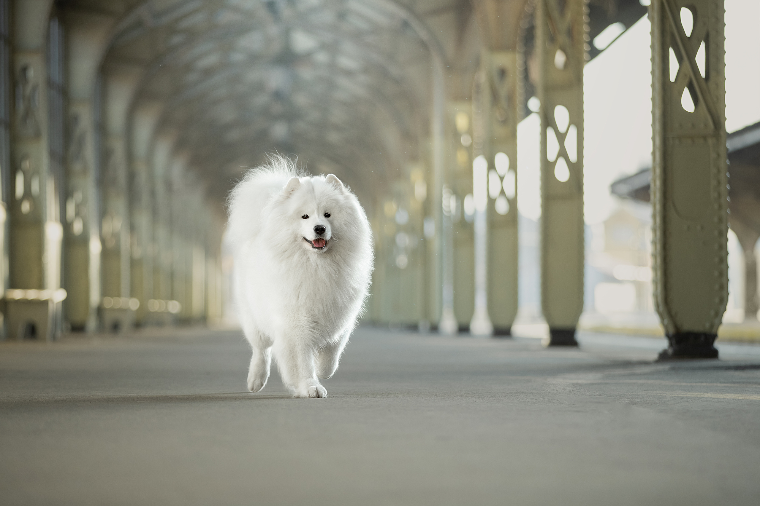 Фотограф анималист в Санкт-Петербурге Светлана Писарева