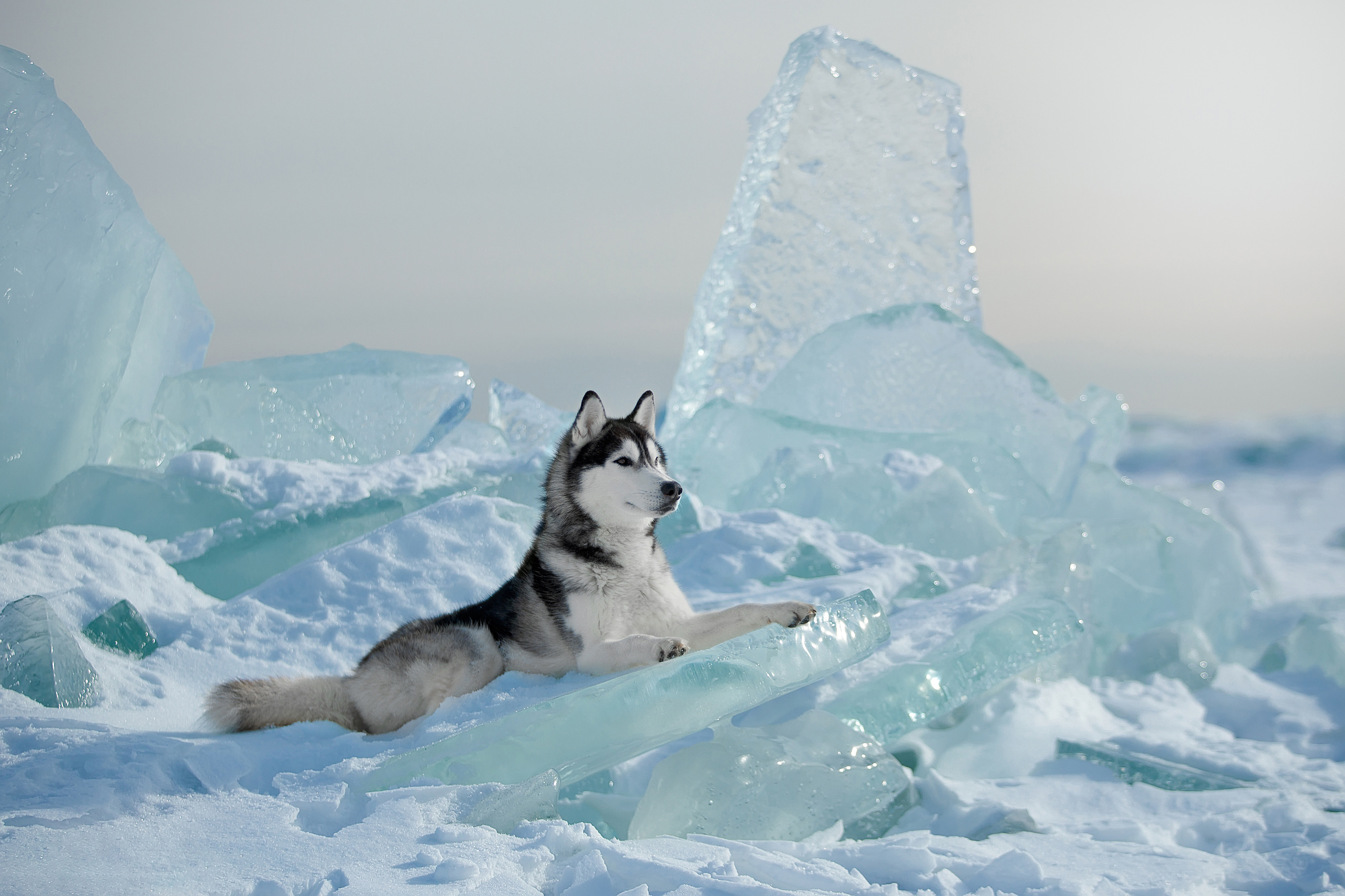 Фотограф анималист в Санкт-Петербурге Светлана Писарева