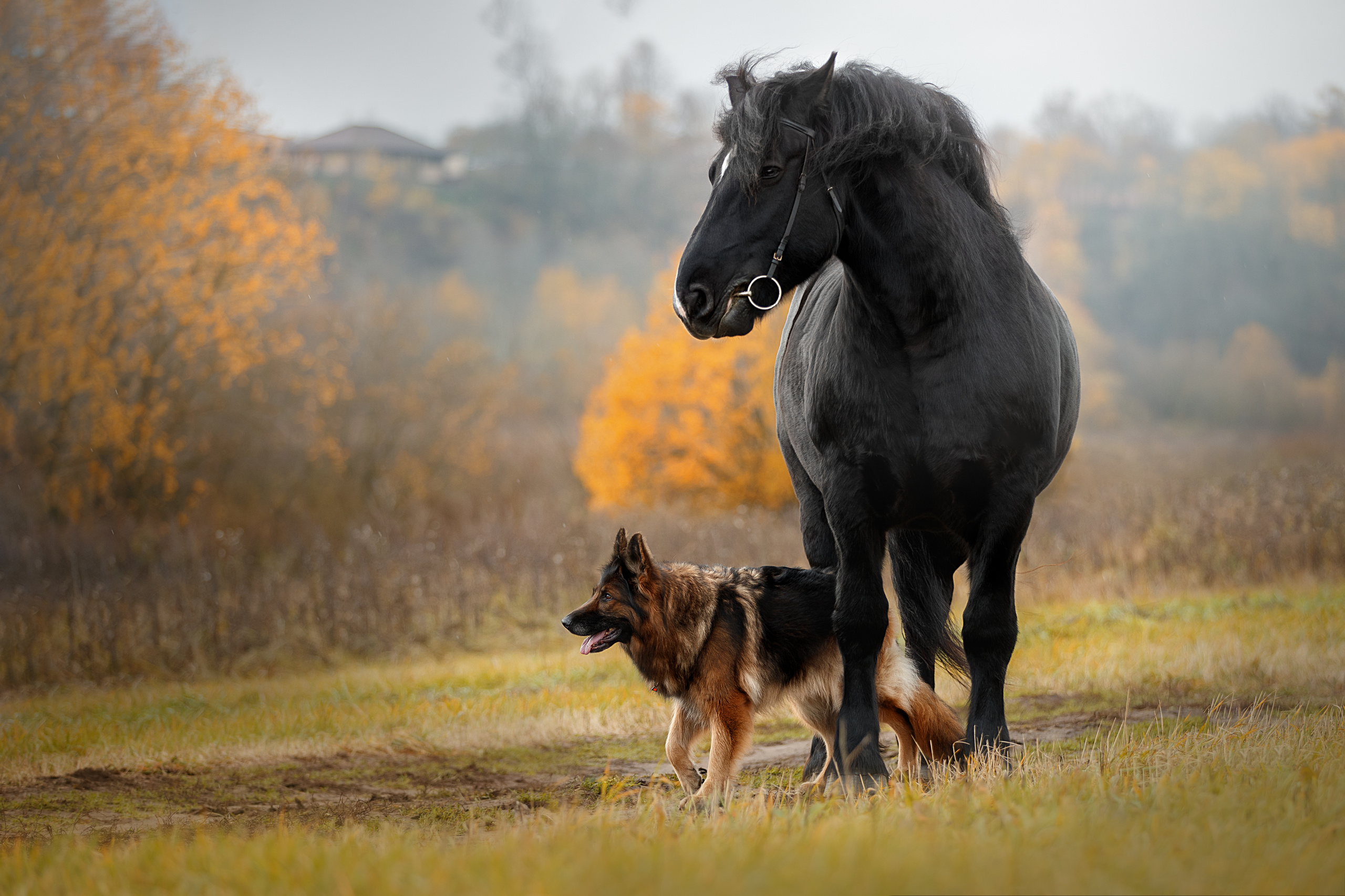 Фотограф анималист в Санкт-Петербурге Светлана Писарева