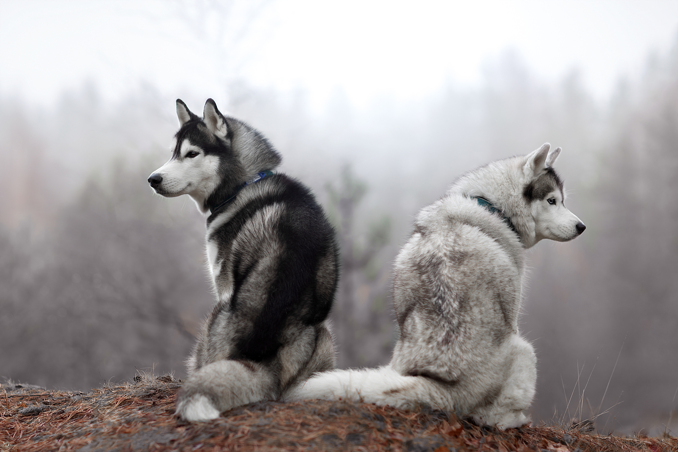Фотограф анималист в Санкт-Петербурге Светлана Писарева