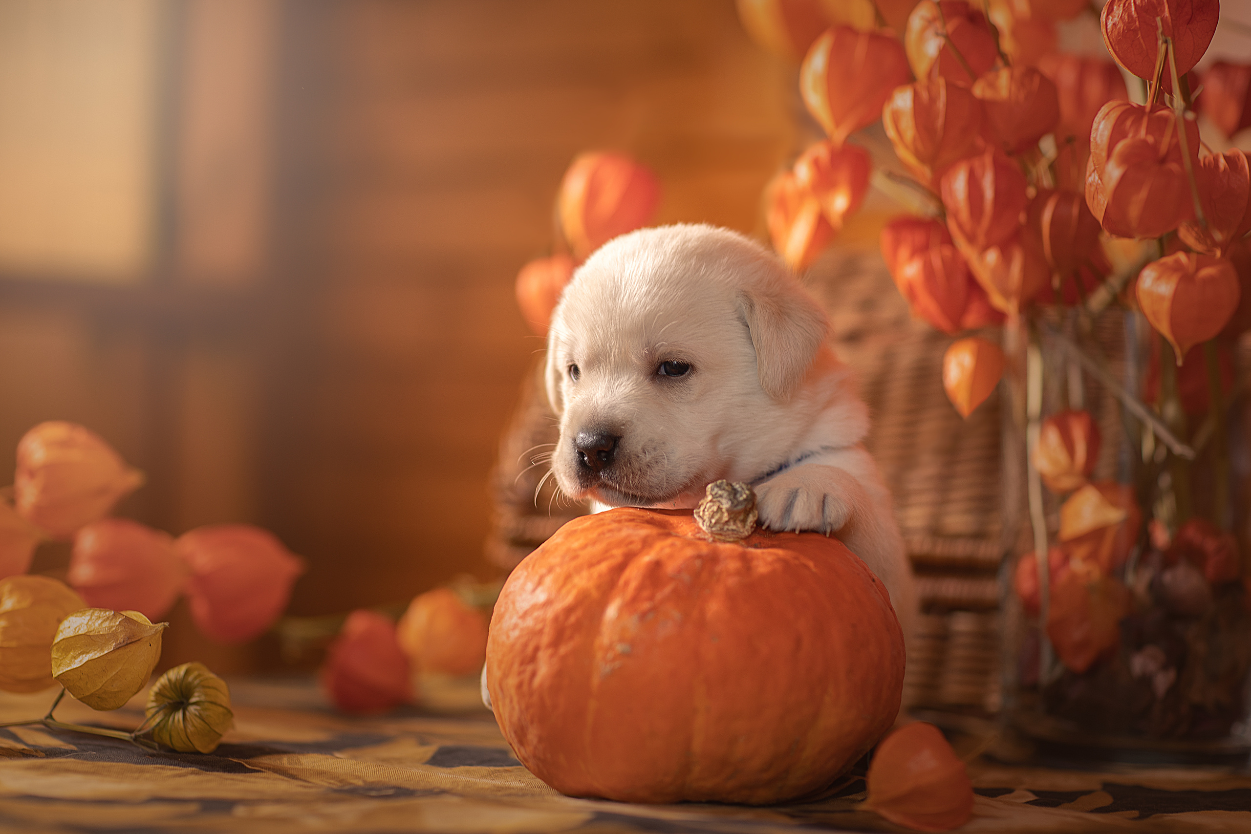 Фотограф анималист в Санкт-Петербурге Светлана Писарева