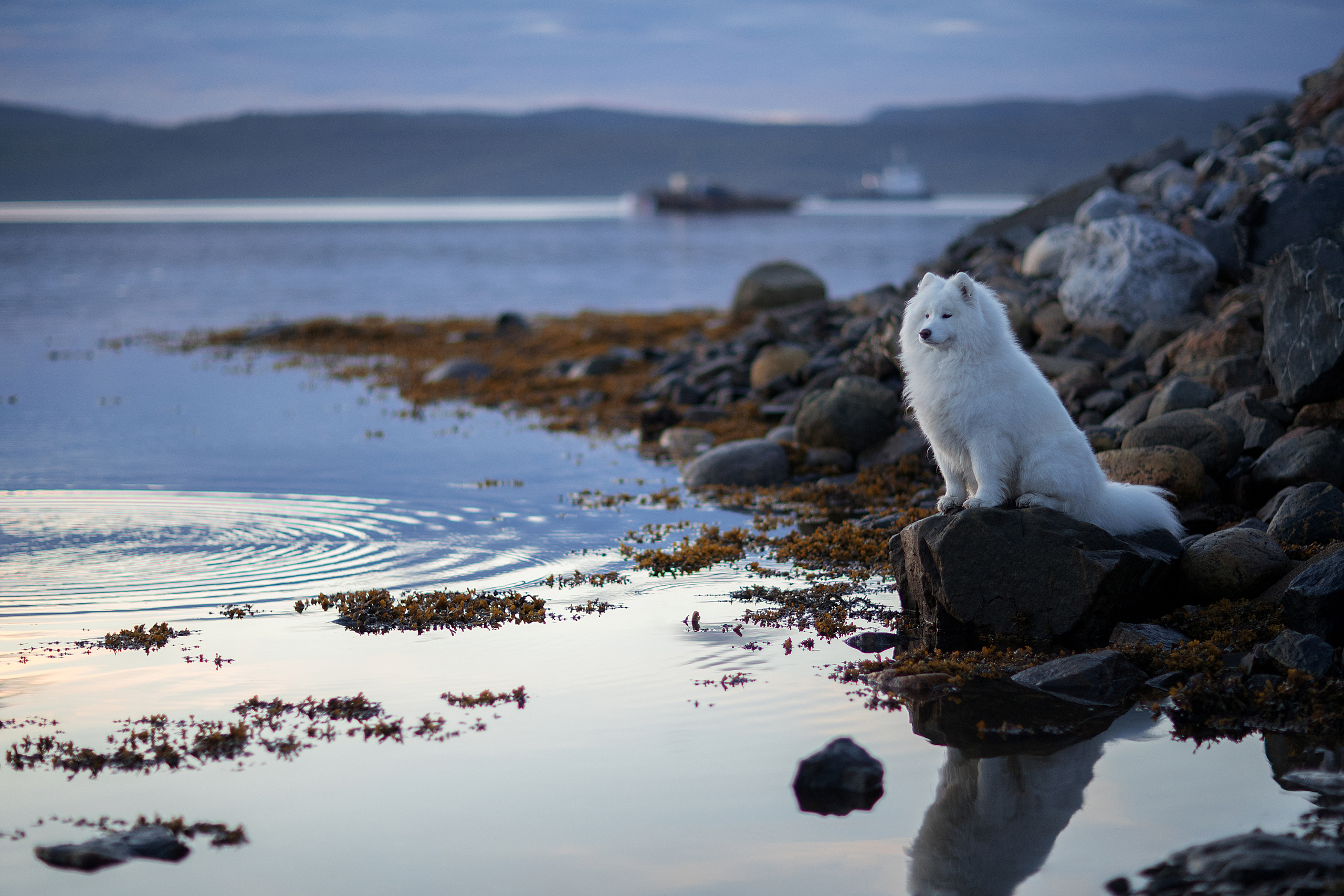 Фотограф анималист в Санкт-Петербурге Светлана Писарева