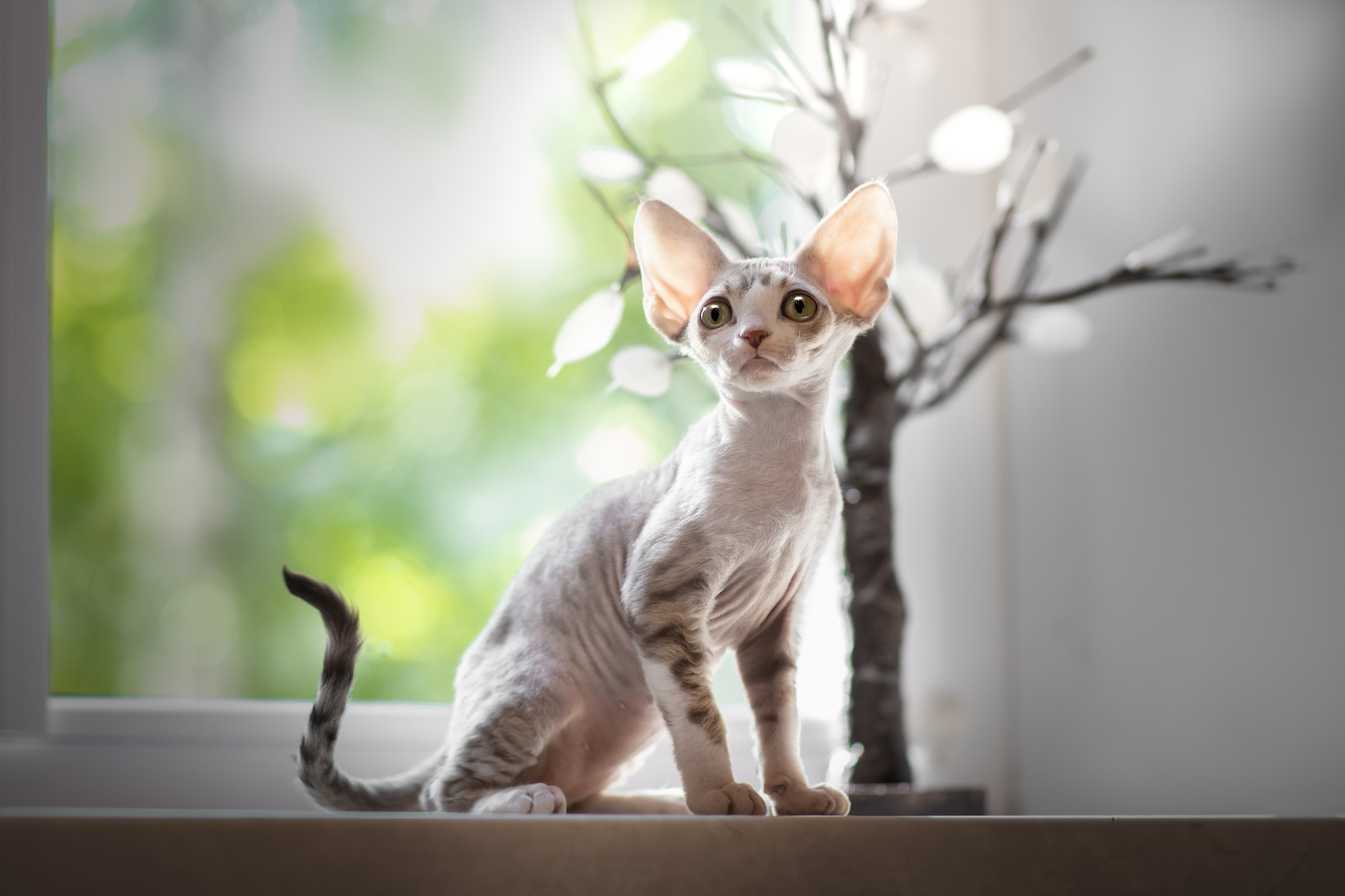 Фотограф анималист в Санкт-Петербурге Светлана Писарева