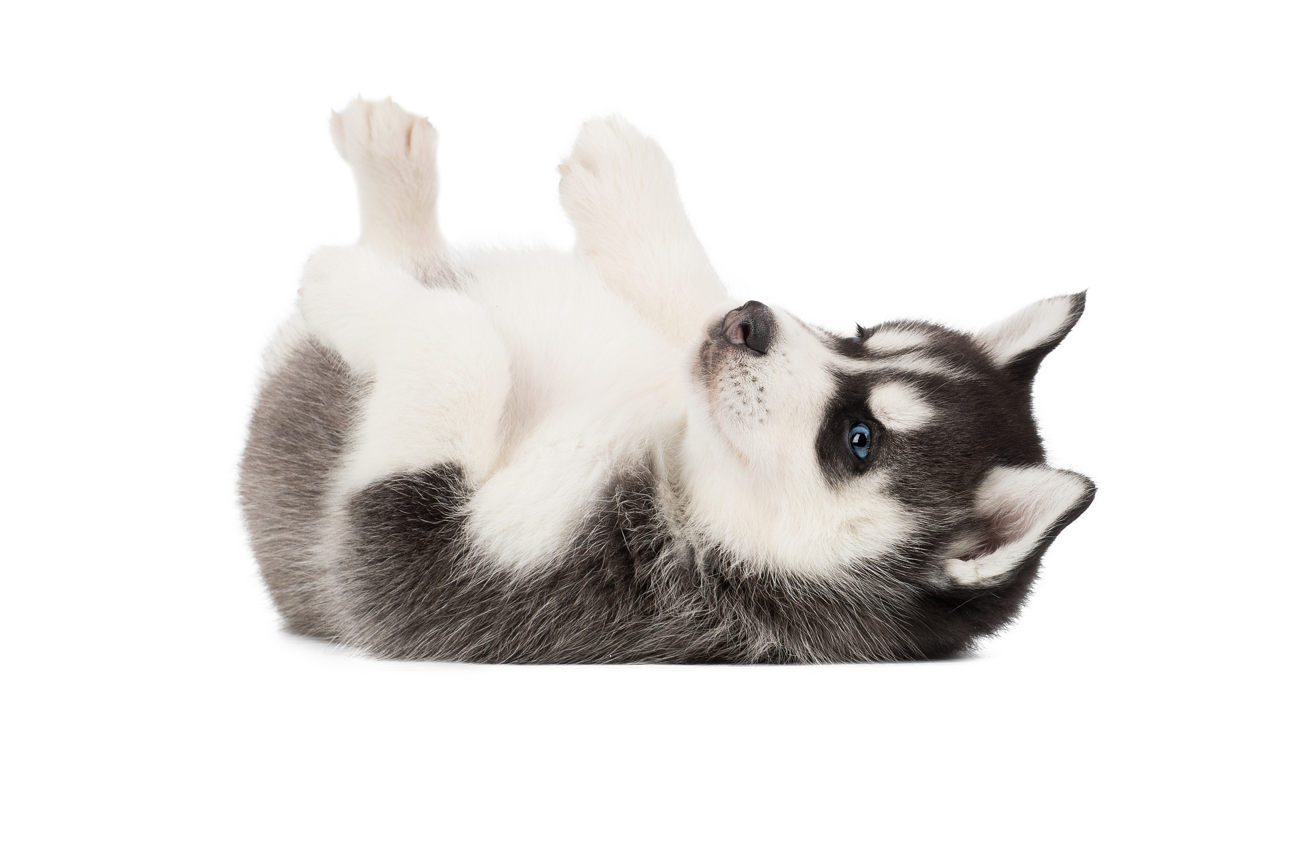 Фотограф анималист в Санкт-Петербурге Светлана Писарева